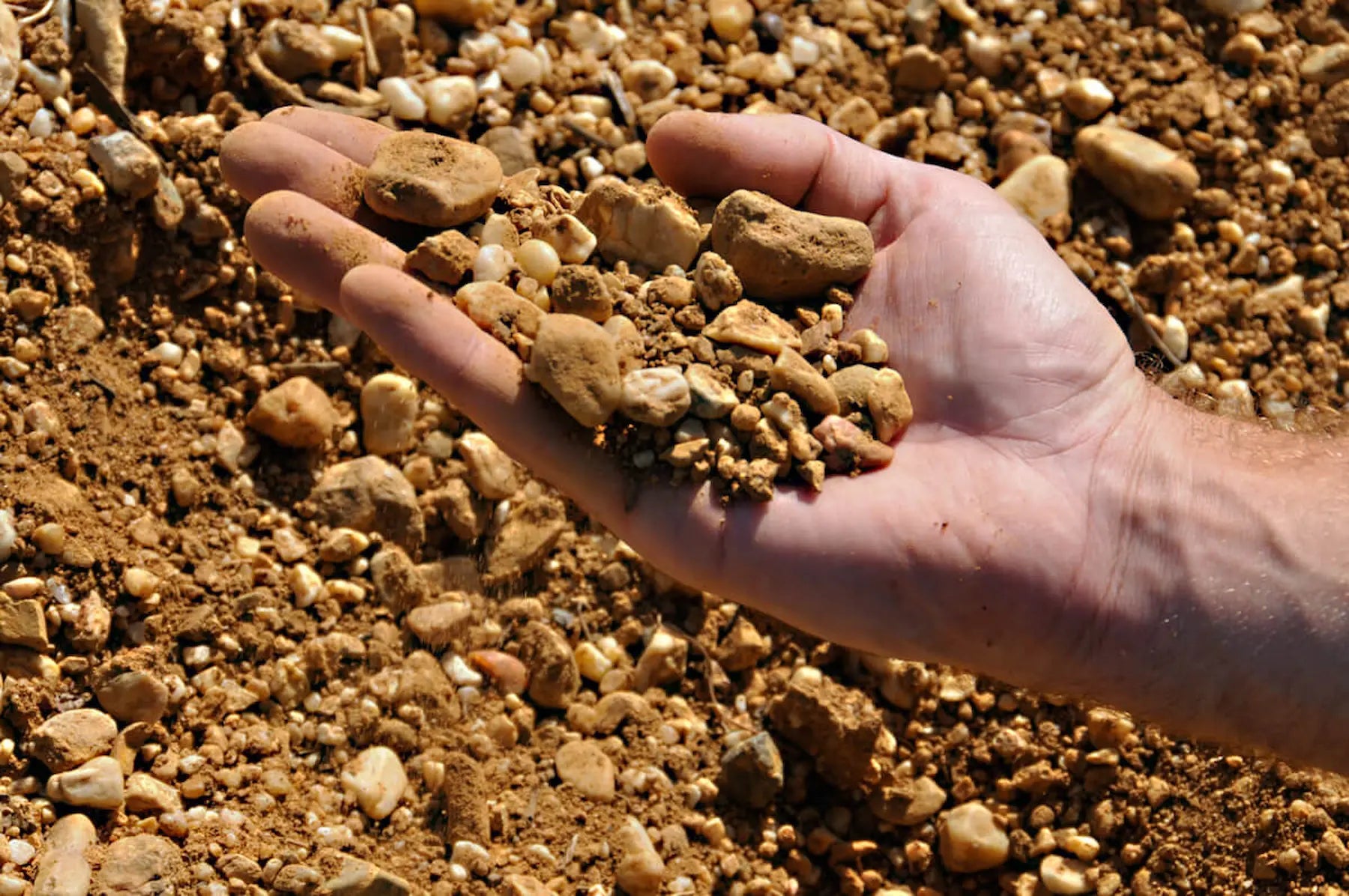 Terroir im Languedoc, das der Winzer auf seiner Hand zeigt im Languedoc.