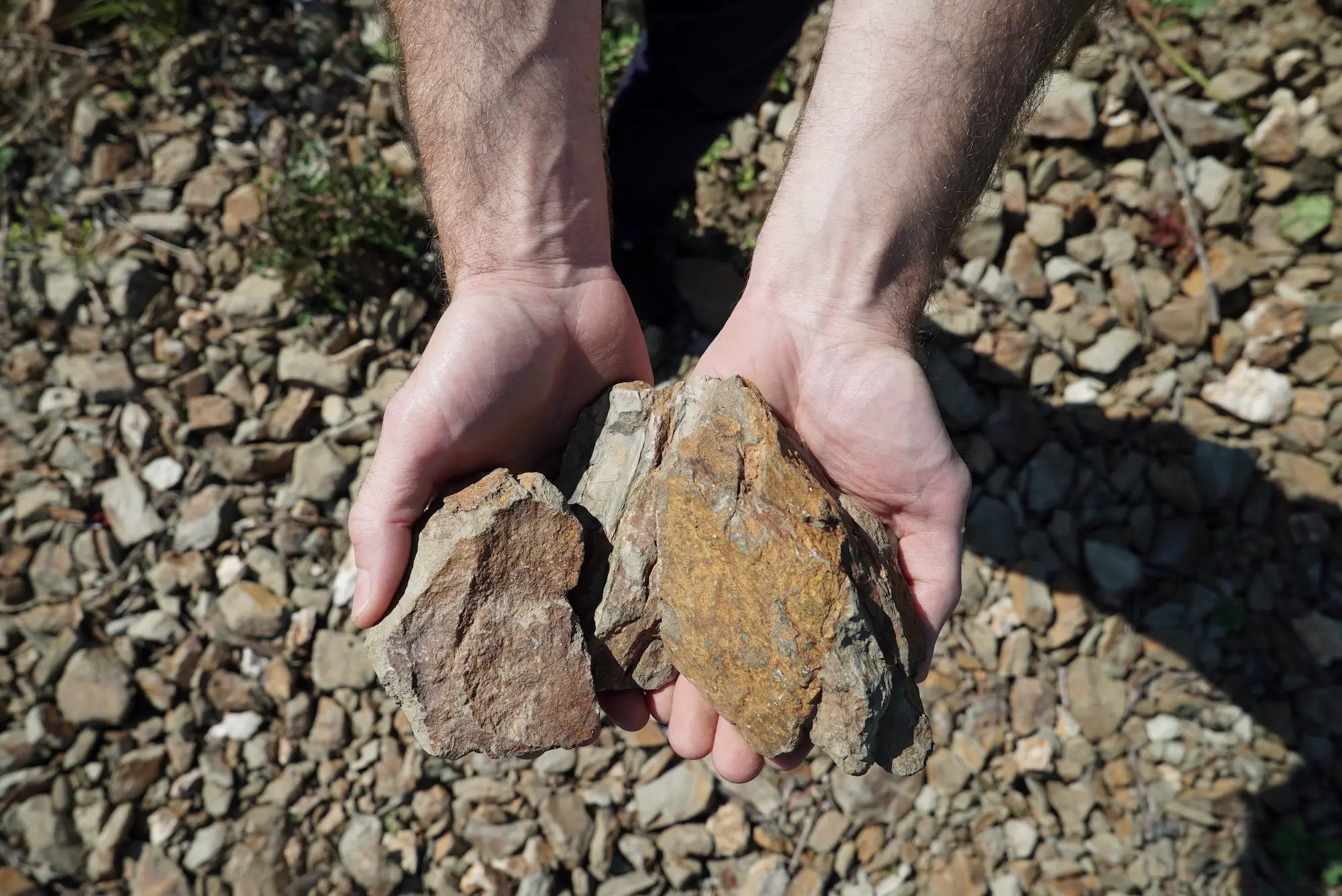 Winzer zeigt Steine im Languedoc, die das typische Terroir repräsentieren.