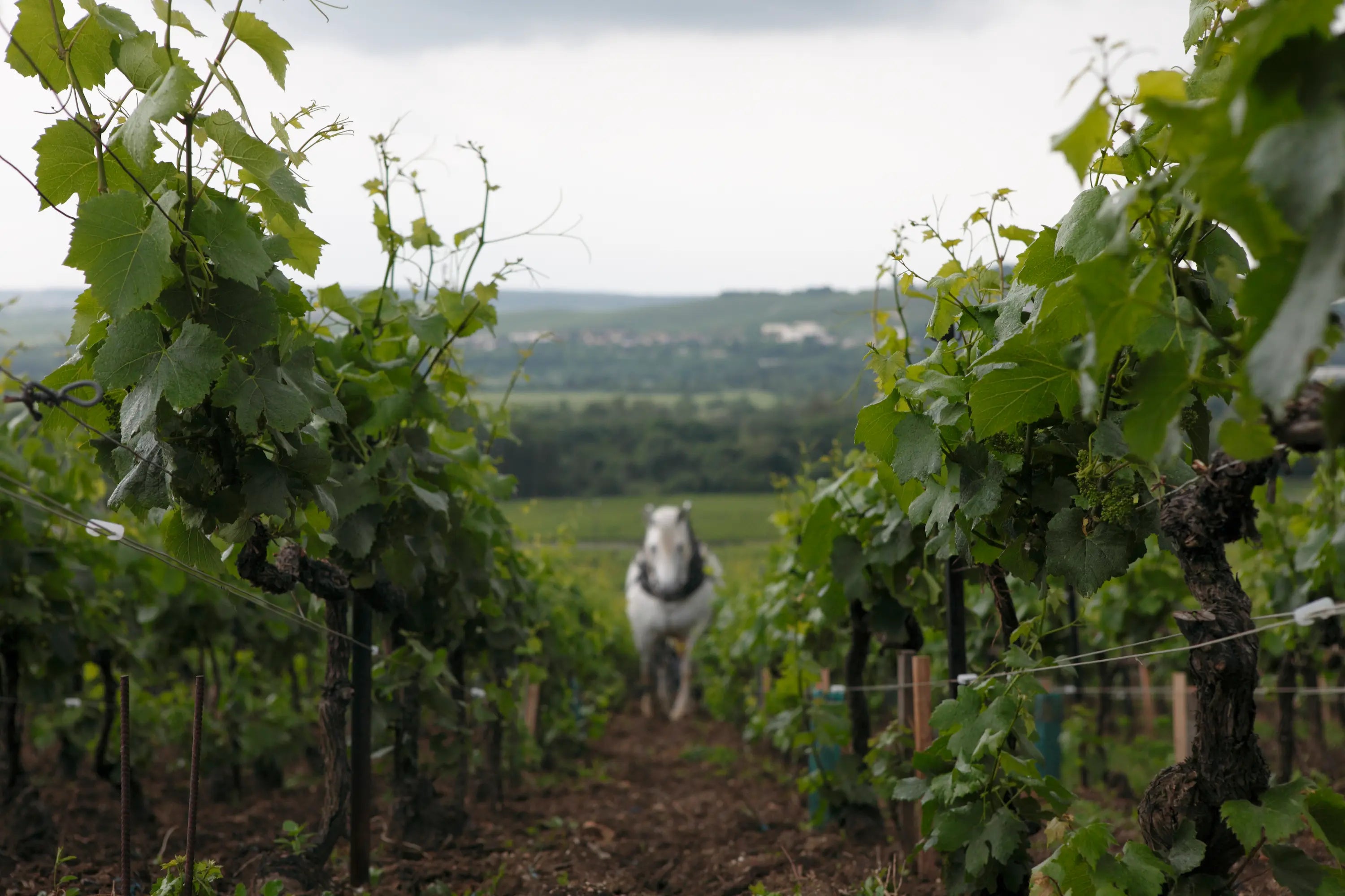 Arbeit im Rebberg mit der Pferd bei Louis Roederer in der Champagne