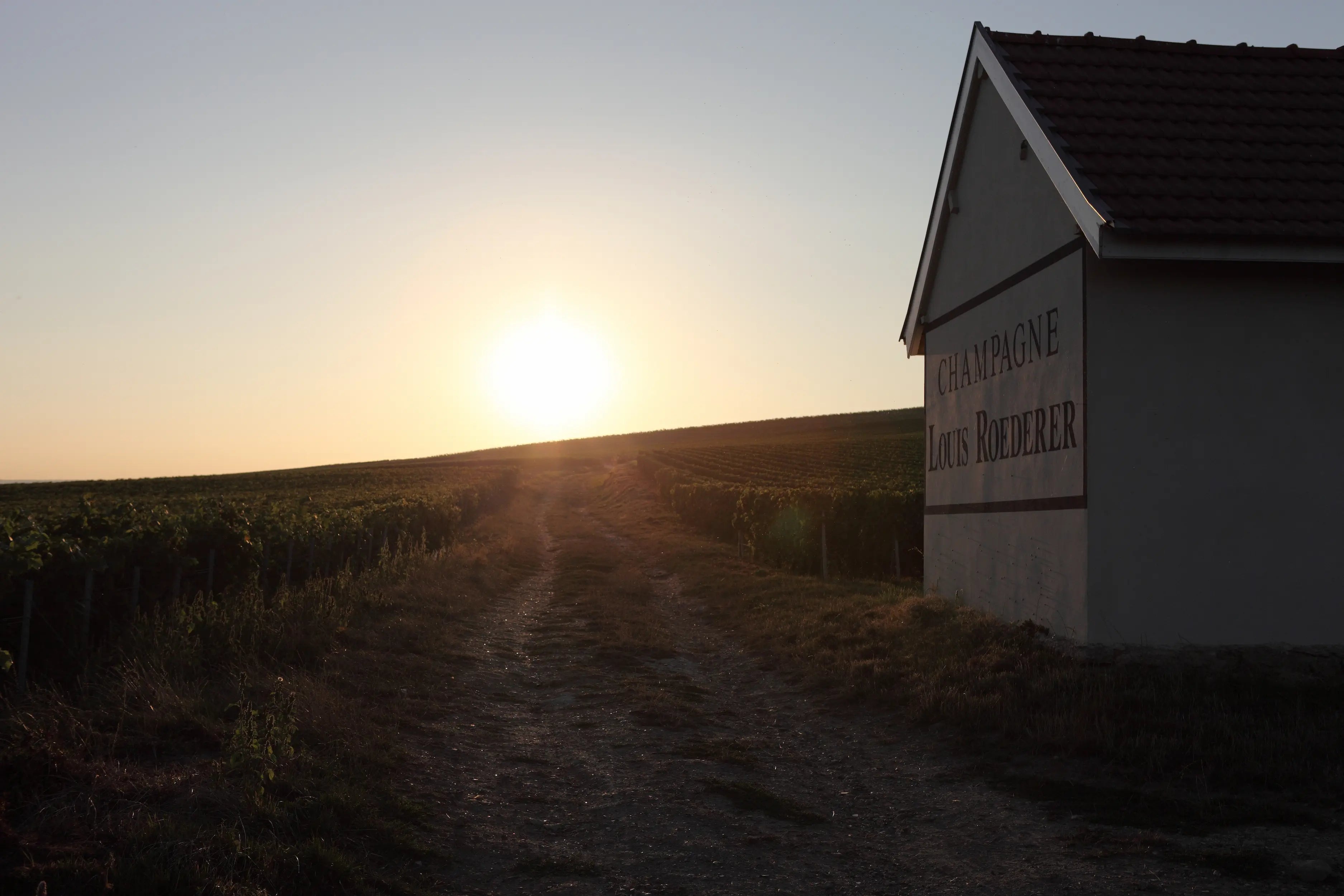 Sonnenuntergang im Rebberg von Louis Roederer mit Rebberghaus auf der Seite in der Champagne.