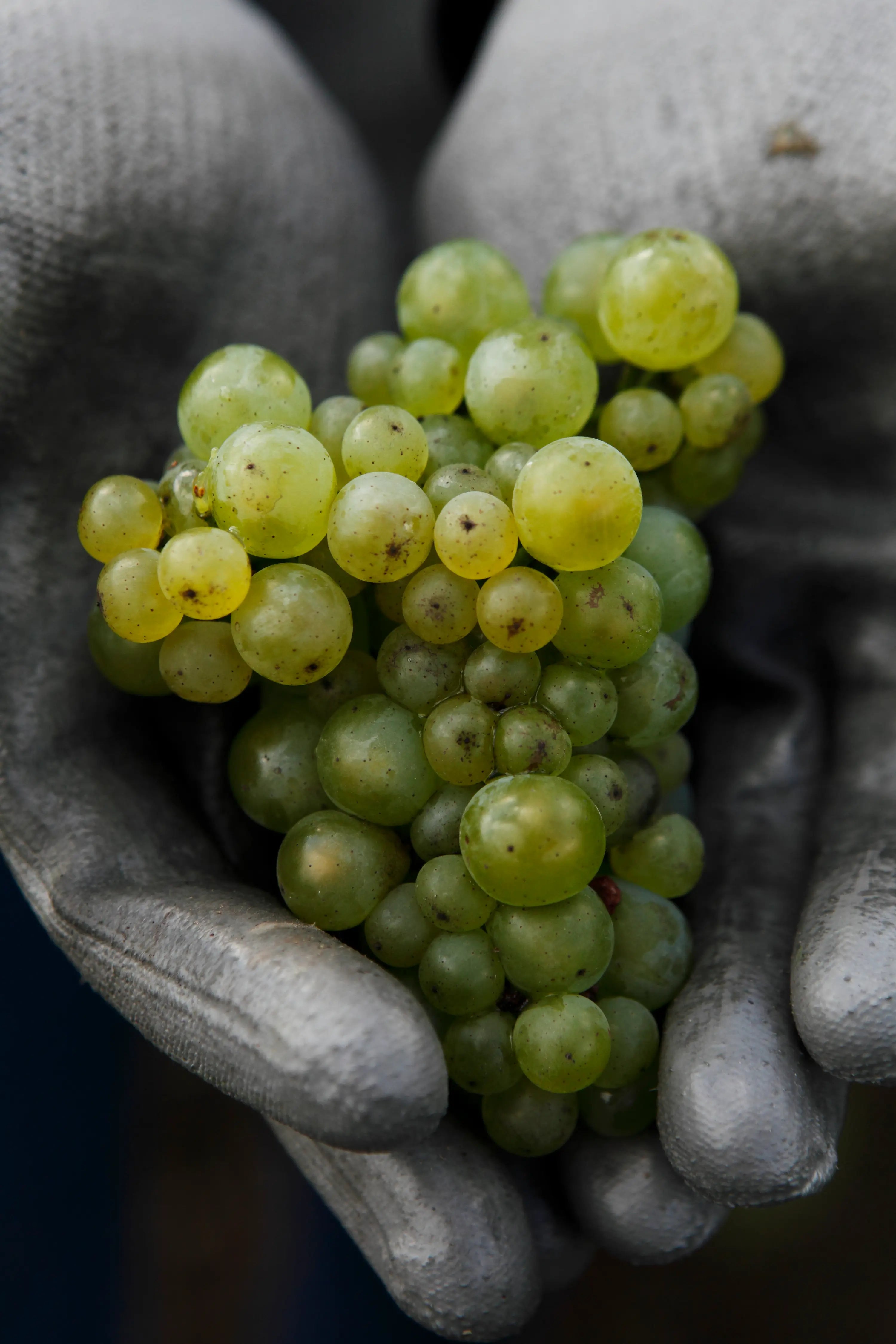 Weissweintrauben in der Hand bei der Ernte bei Louis Roederer in der Champagne.