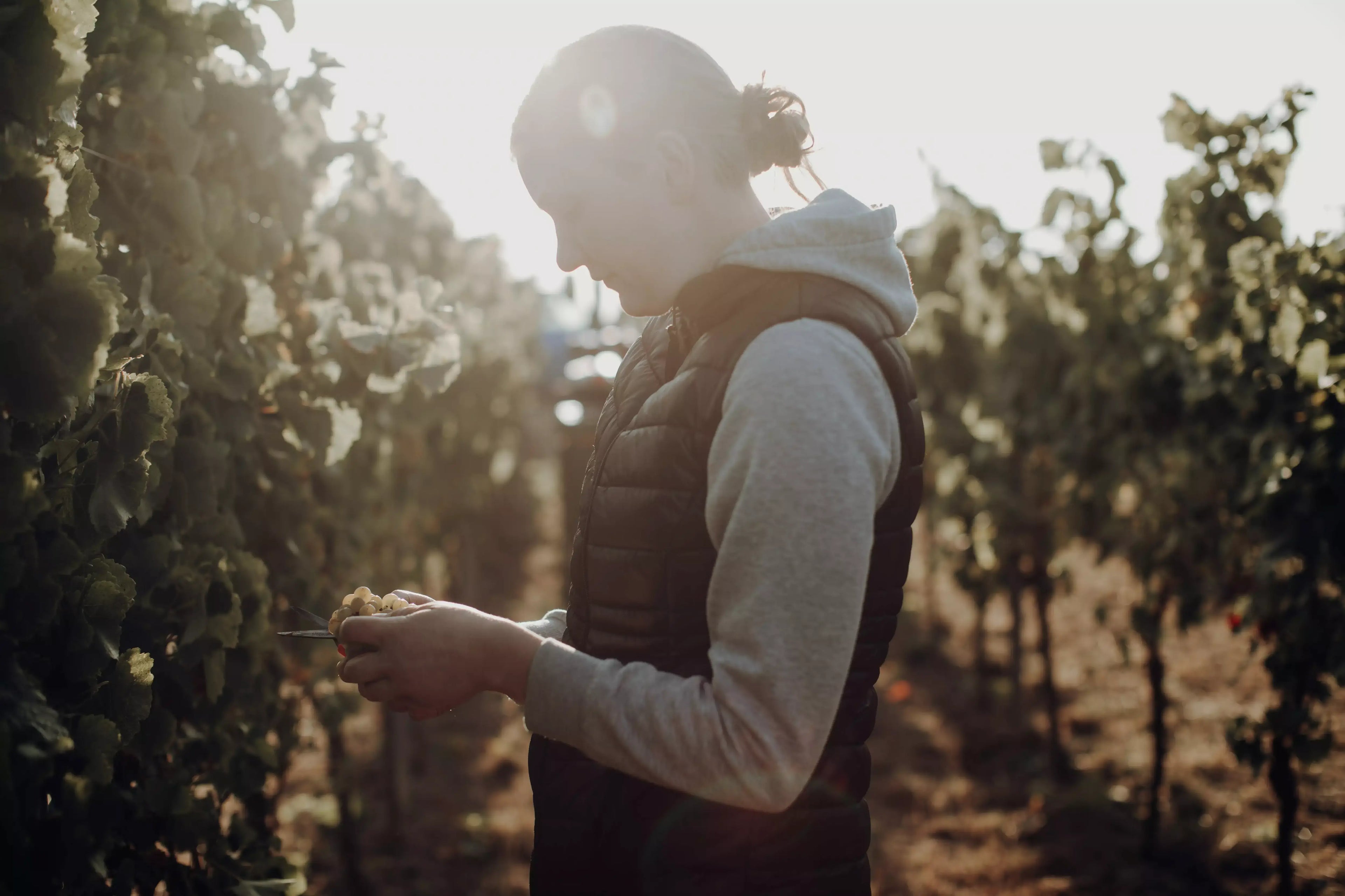 Martina Bernhard bei der Ernte im Weingut Bernhard.