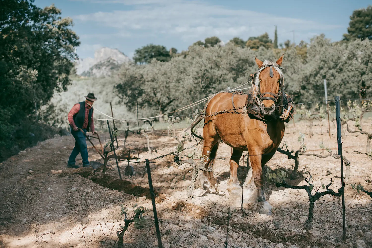 Arbeiten im Rebberg mit dem Pferd der Domaine Martinelle im südlichen Côtes du Rhône.