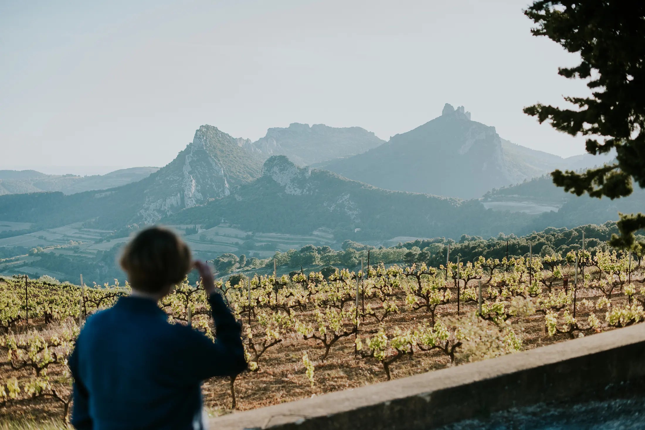 Corinna Farvavel vor ihren Rebbergen der Domeine Martinelle im südlichen Côtes du Rhône mit Blick auf die Dentelles de Montmirail.