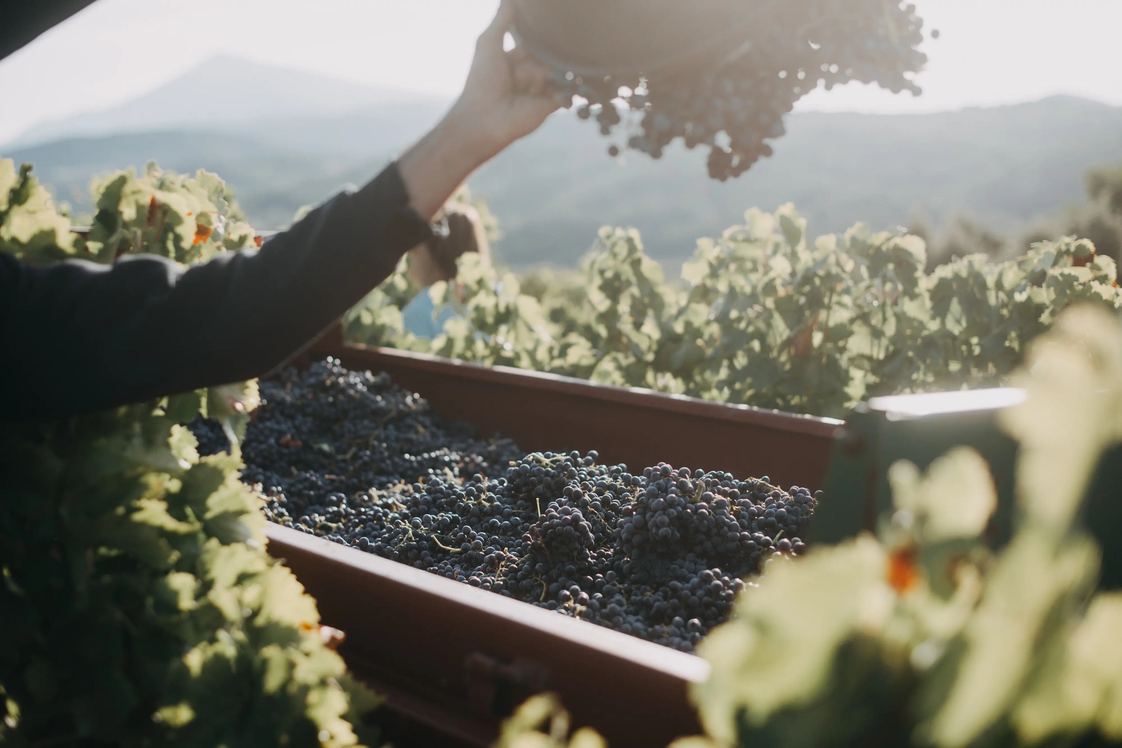 Trauben bei der Ernte der Domaine Martinelle im südlichen Côtes du Rhône.