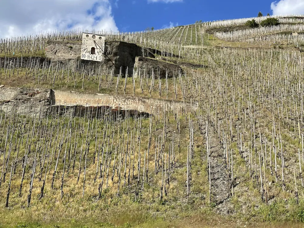 Einzelpfahlerziehung in der Zeltingersonnenuhr im Weinanaugebiet Mosel.