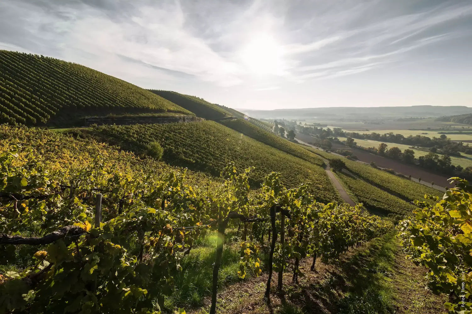 Einzellage im Weinanbaugebiet Nahe, wo es viele Steillagen gibt.