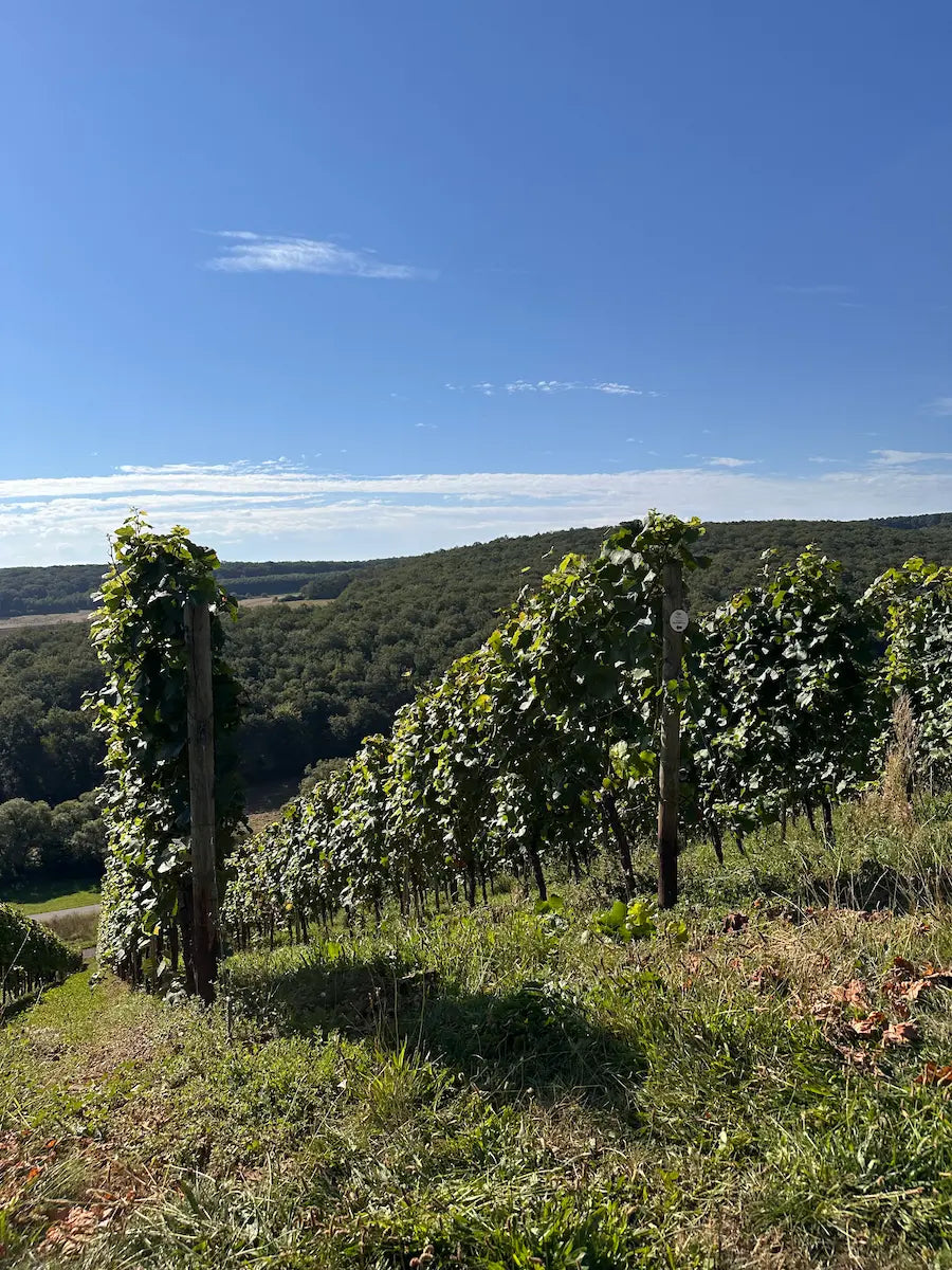 Rebberge mit Wald im Hintergrund im Weinanbaugebiet Nahe.