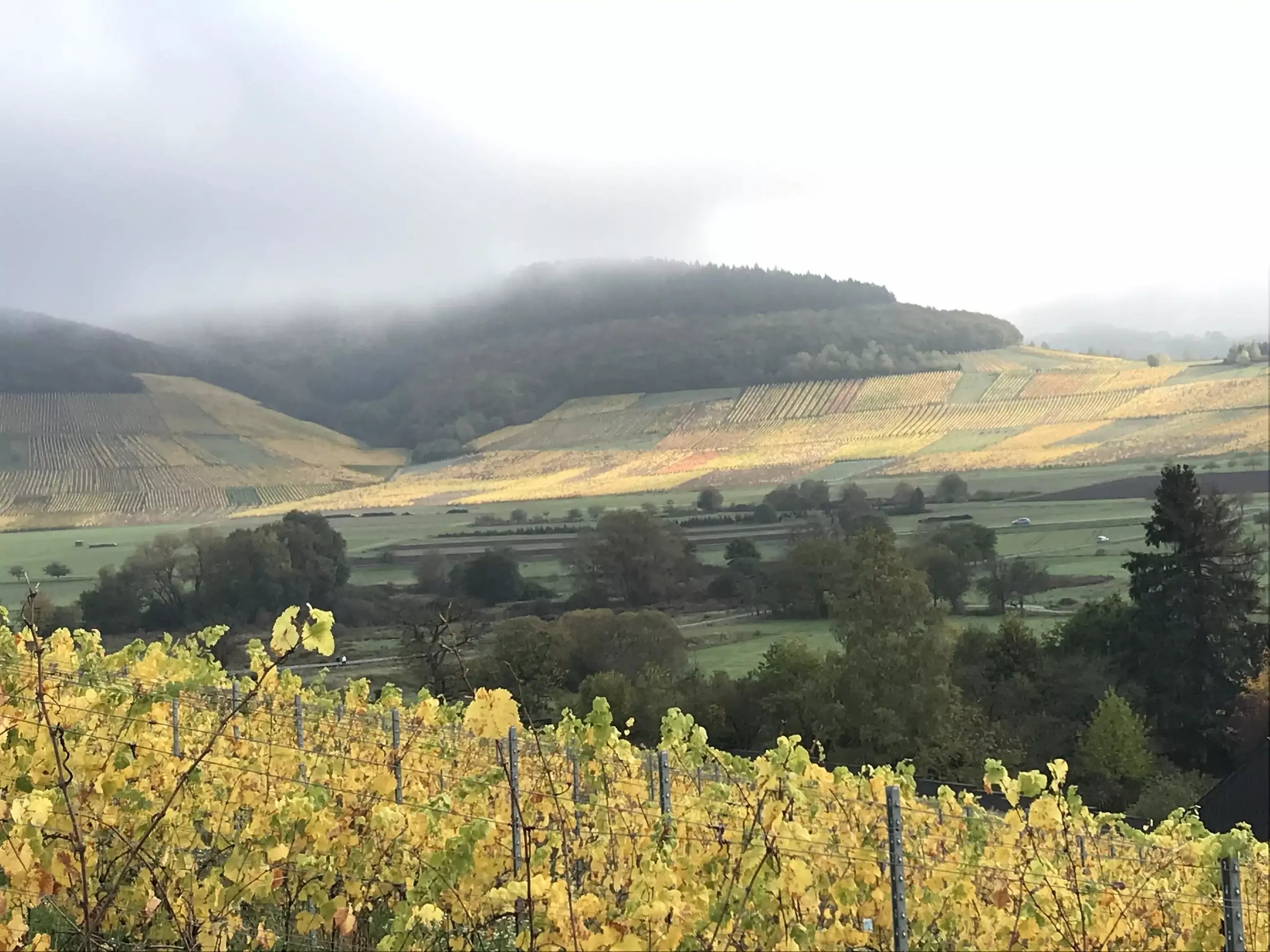 Oberemmeler Karlsberg, eine Einzellage mit Weinbergen vom Weingut von Hövel an der Saar.