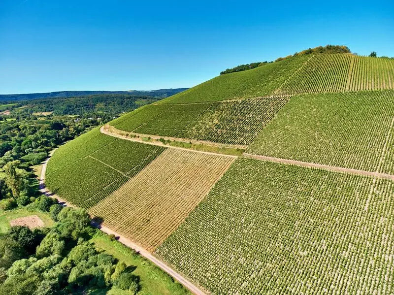 Panaromabild des Scharzhofberg, dem weltbekanntesten Riesling-Rebbergs der Welt. Hier hat das Weingut von Hövel Parzellen.