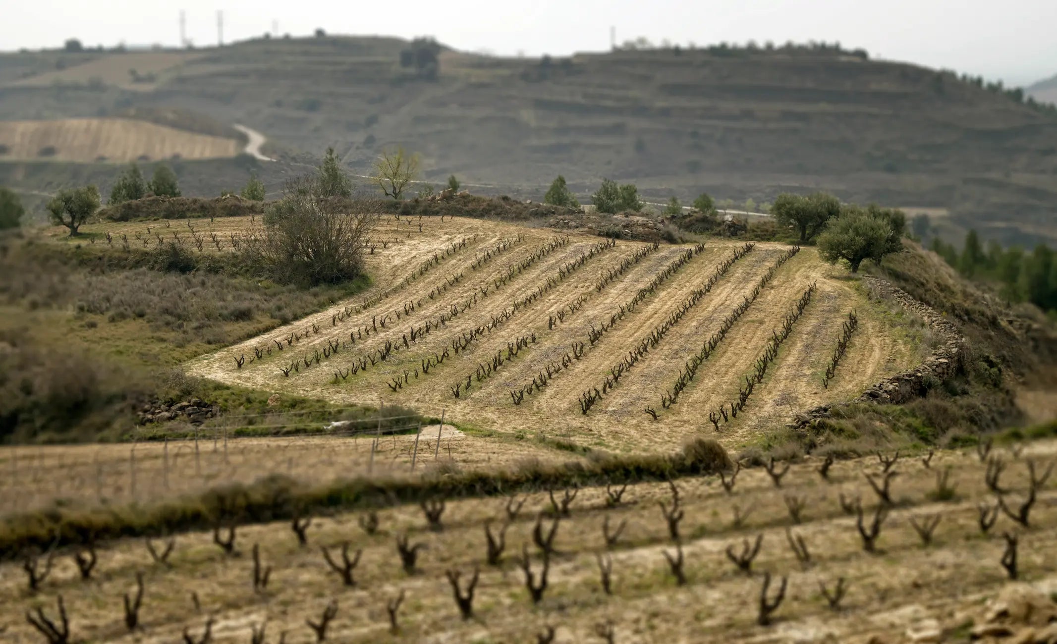 Rebberg Pequeno Bastion von Organic wines & vineyards Ramon Saenz im Gebiet Rioja Alavesa.