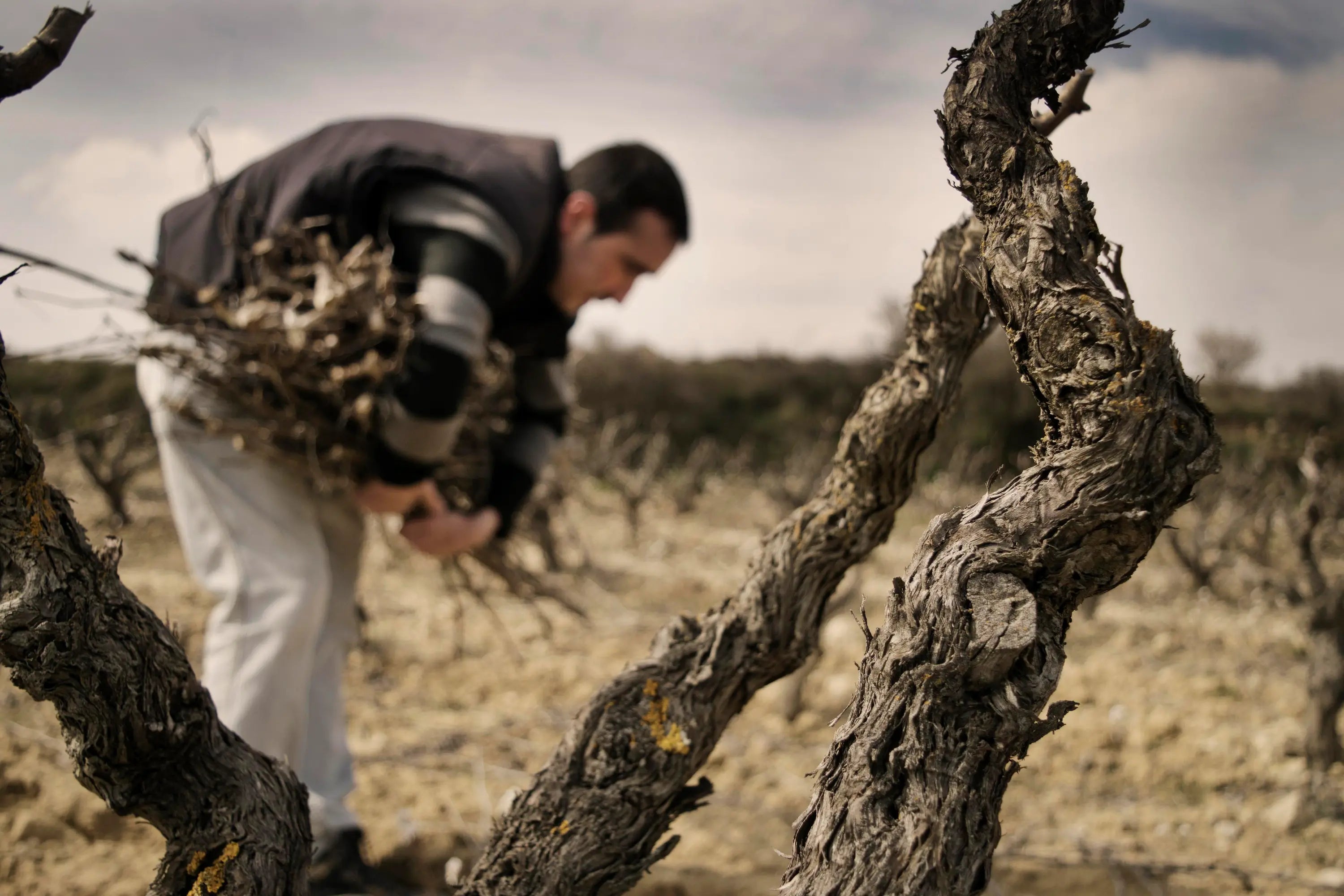 Alter Rebstock im Weinberg von Organic wines & vineyards Ramon Saenz im Gebiet Rioja Alavesa.