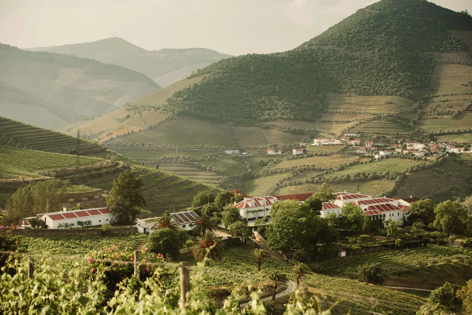Rebberge im Douro mit Bergen im Hintergrund bei Ramos Pinto.