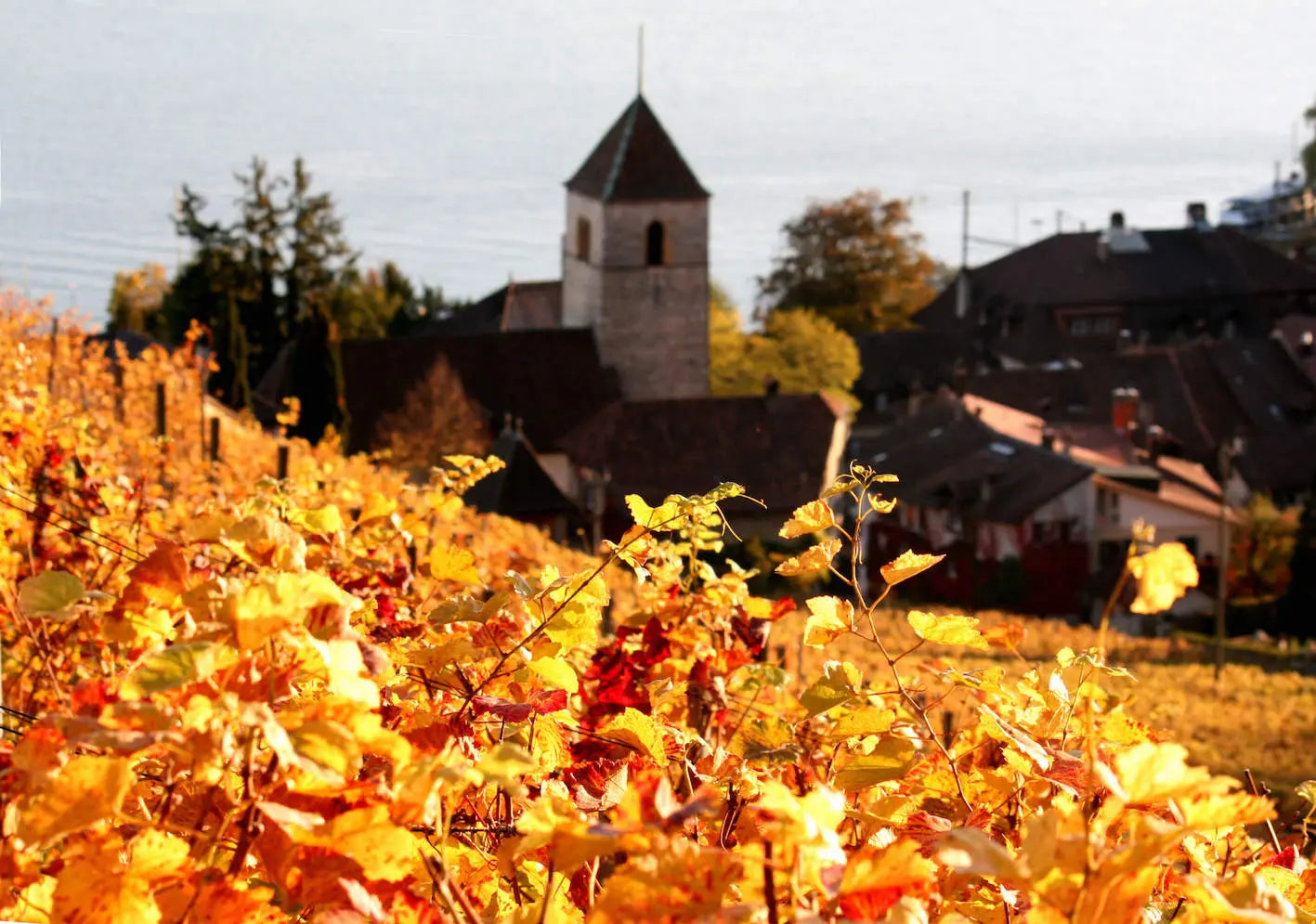Reben mit verfärbten Blättern im Herbst am Bielersee mit der Kirche von Twann im Hintergrund.