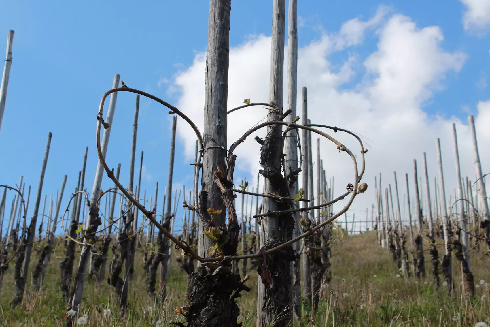 Biodynamisch bewirtschaftete Reben des Weingut A. Gessinger an der Mosel.