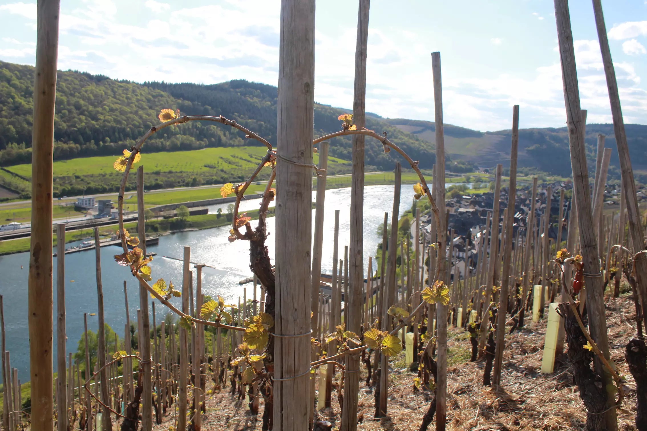 Einzelpfahlerziehung im Rebberg Zeltinger Sonnenuhr vom Weingut A. Gessinger.