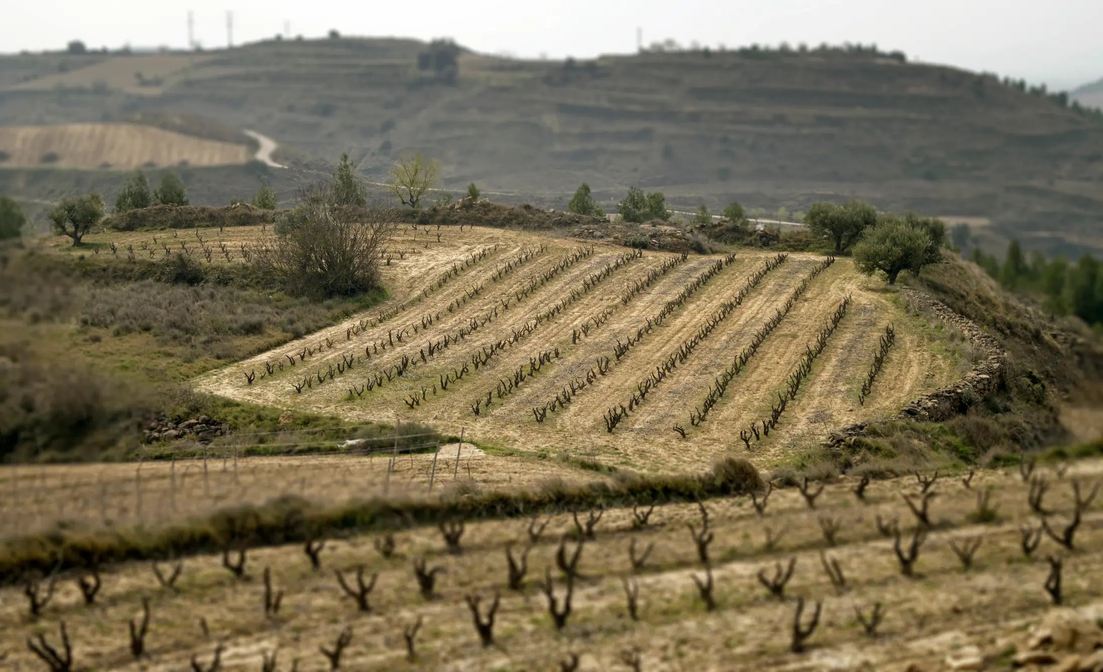 Einzellage des Rebbergs Pequeno Bastion im Gebiet Rioja Alavesa.