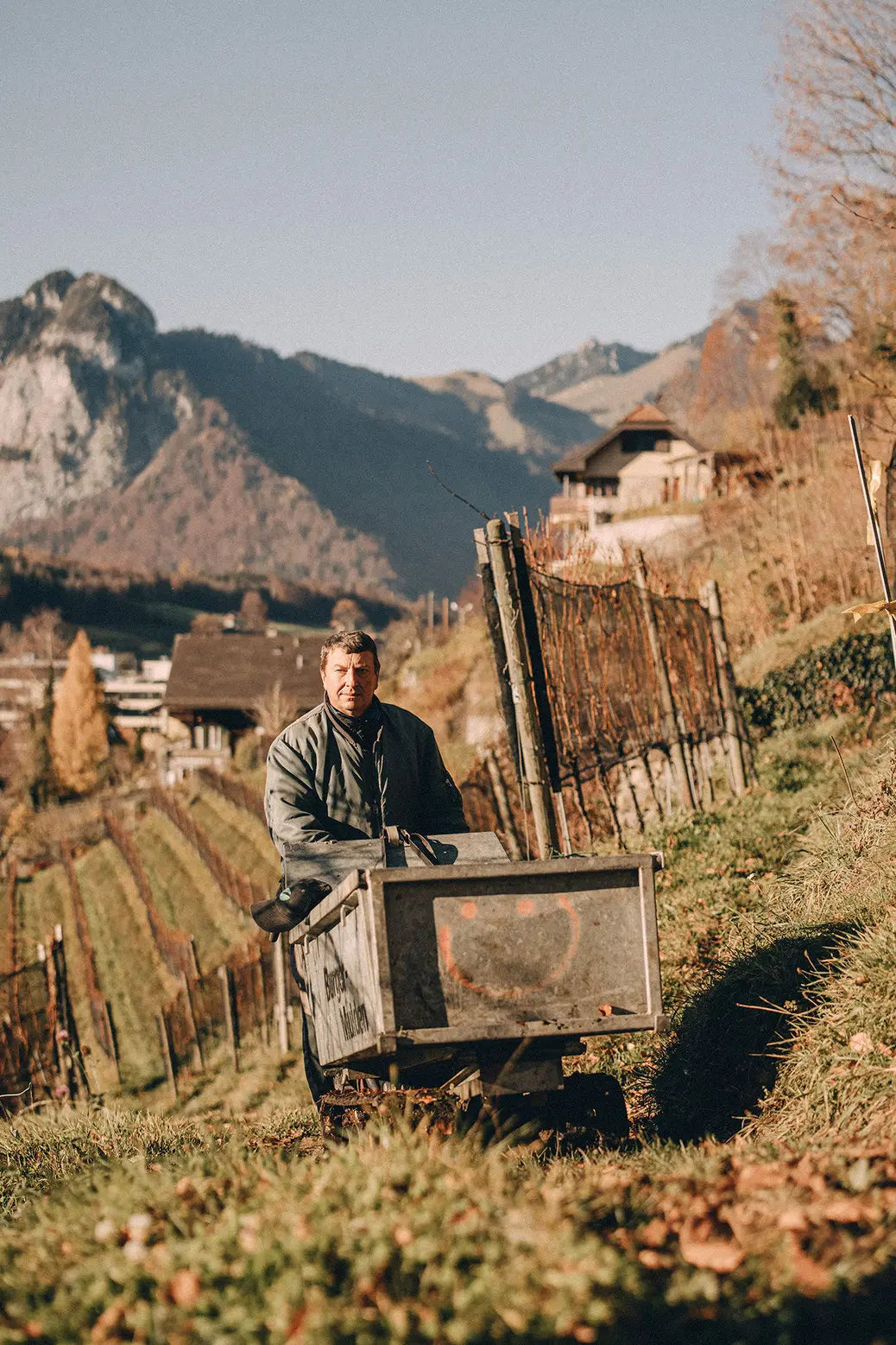 Arbeiten im Rebberg in den Steillagen von Spiezer Alpine Weinkultur im Berner Oberland am Thunersee.