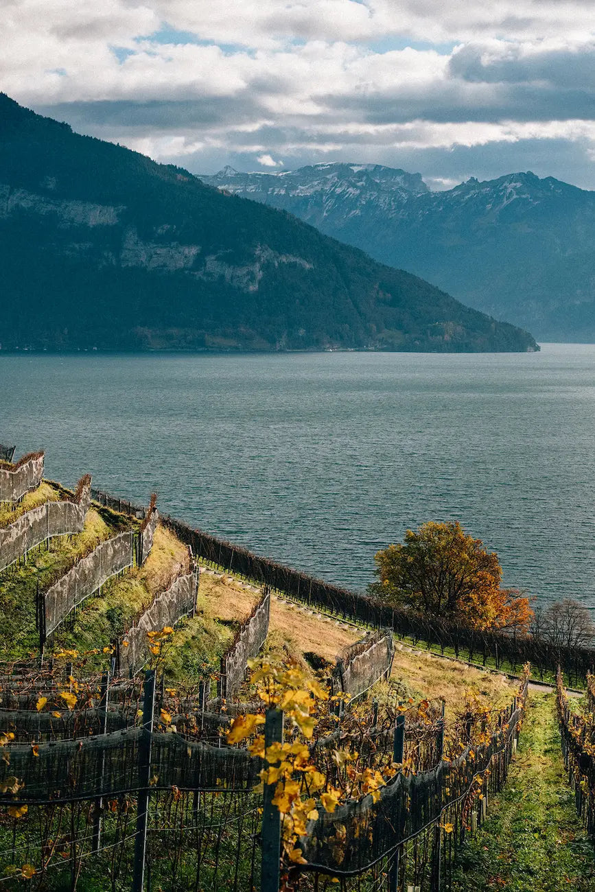 Steile Rebberge vor der Ernte am Thunersee bei Spiezer Alpine Weinkultur im Berner Oberland.