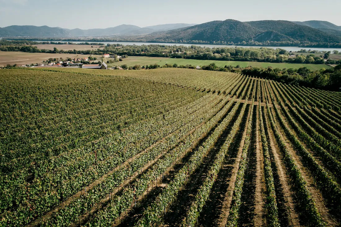 Rebberge aus der Luft aufgenommen in der Weinregion Sturovo mit der Donau und Bergen im Hintergrund.