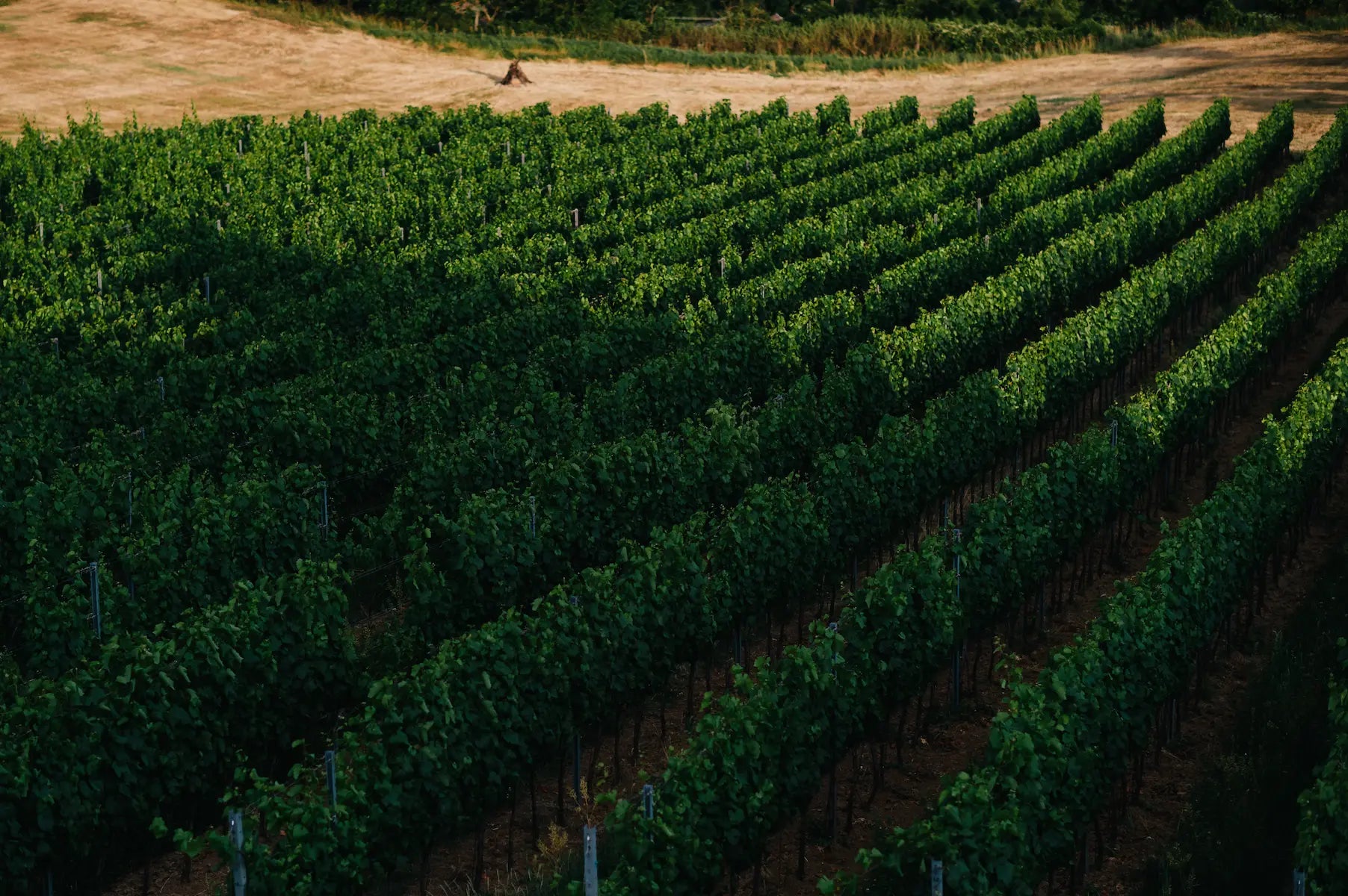 Rebzeilen in der Weinregion Sturovo in der Slowakei im Sommer.
