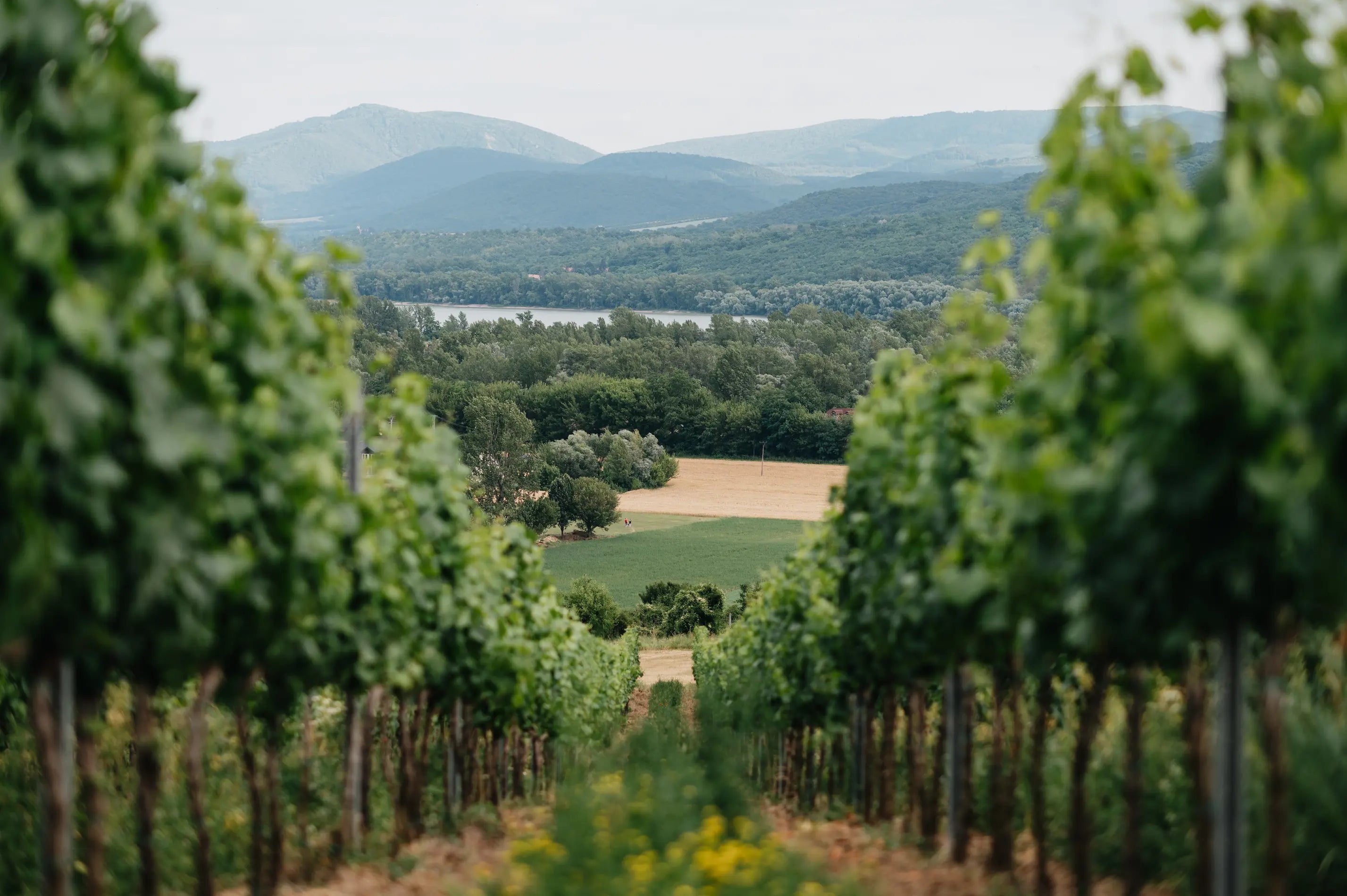 Wildkräuter zwischen den Rebzeilen in der Weinregion Sturovo in der Slowakei.