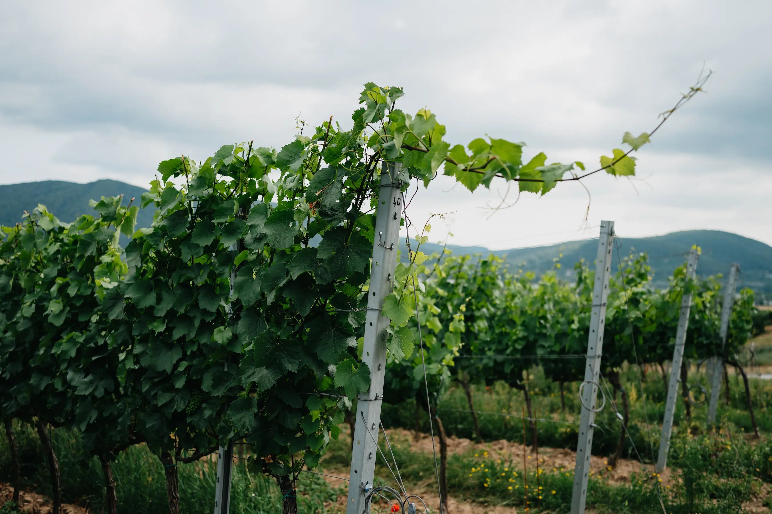 Rebstock im Sommer in der Weinregion Sturovo in der Slowakei.