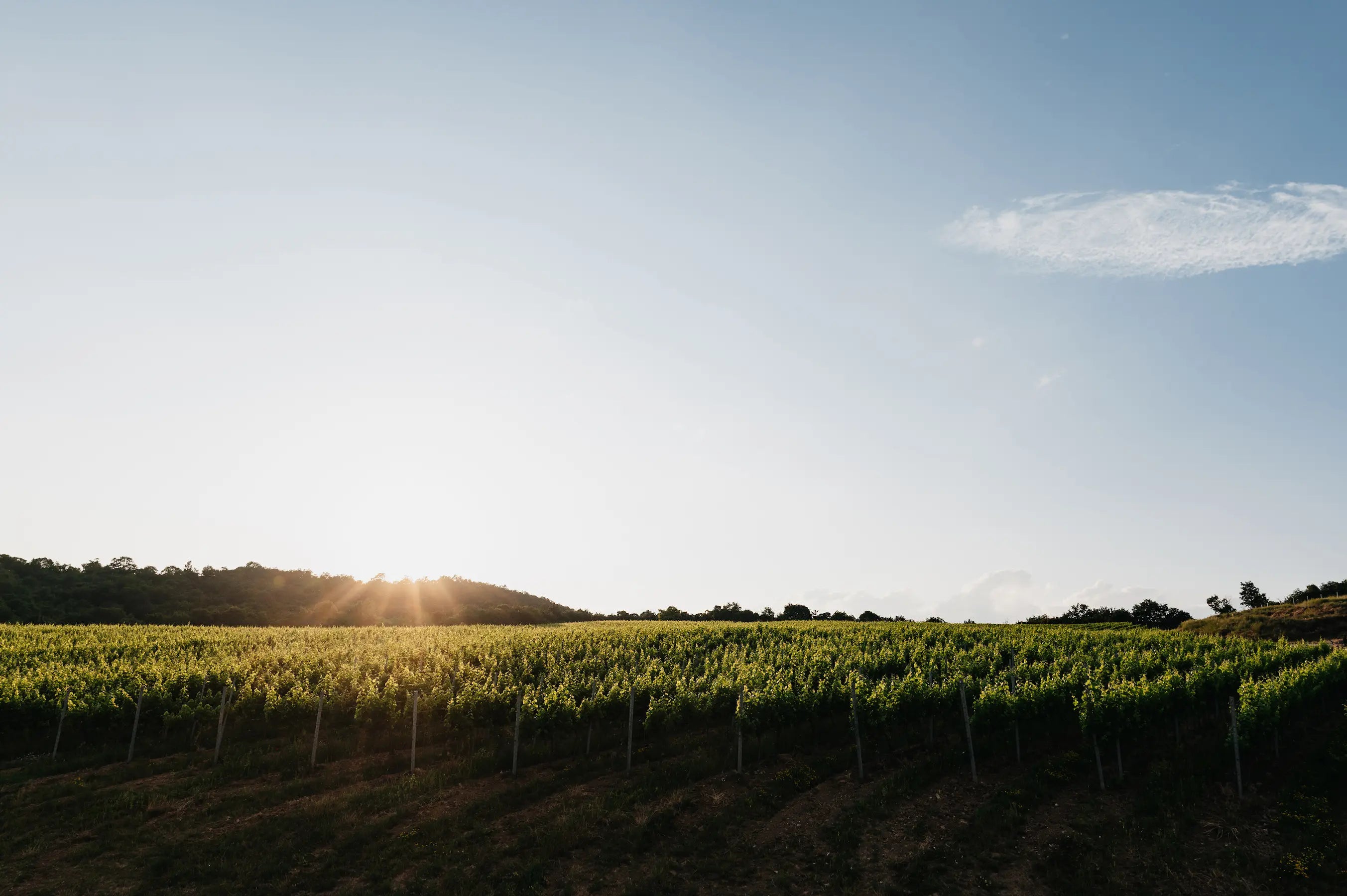 Sonnenuntergang in den Rebbergen in der Weinregion Sturovo in der Slowakei.