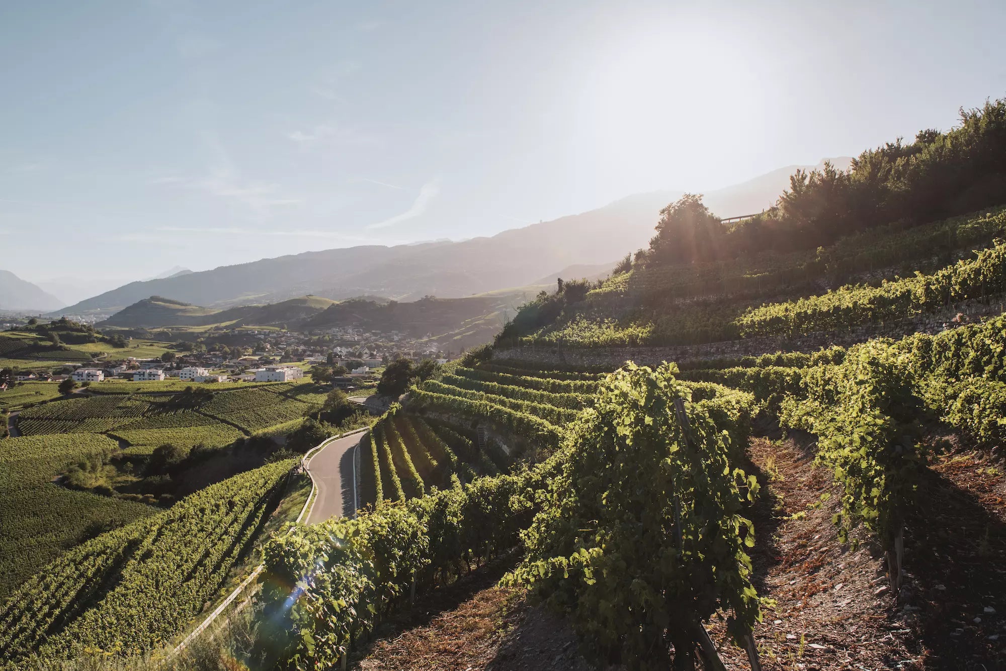 Terrassierte Weinberge im Wallis mit Bergen im Hintergrund im Sonnenschein.