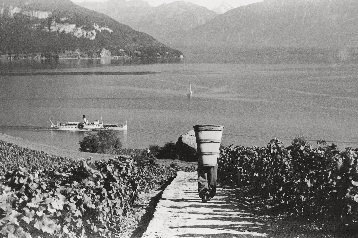 Historisches Bild vom Rebbau am Thunersee mitdem See und Schiffen hinter den Rebbergen.