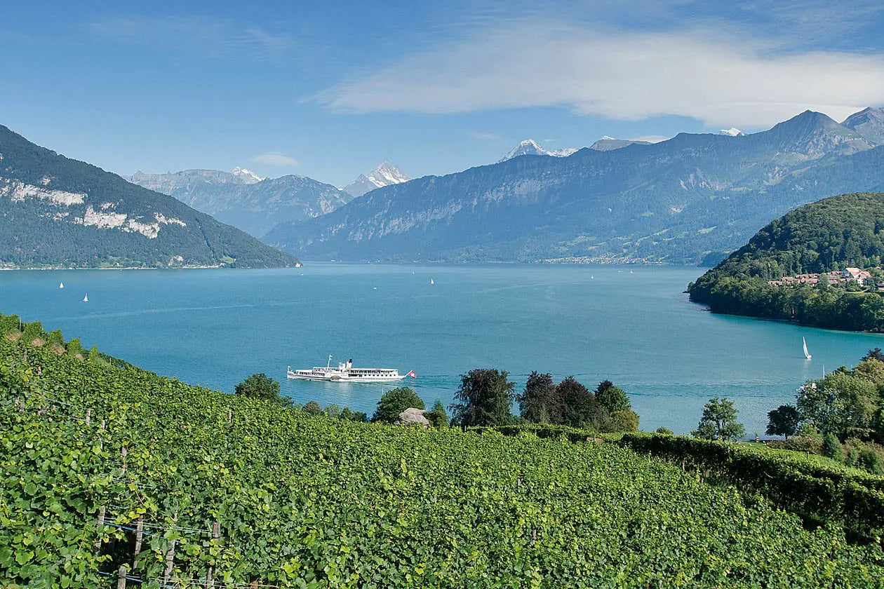 Panorama über den Thunersee mit den Bergen des Berner Oberlands im Hintergrund und Rebbergen in Spiez im Vordergrund.