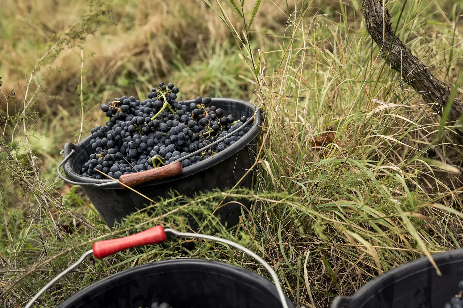 Trauben in Eimern bei der Wenlese im Rebberg vom Weingut Franziska Schömig.