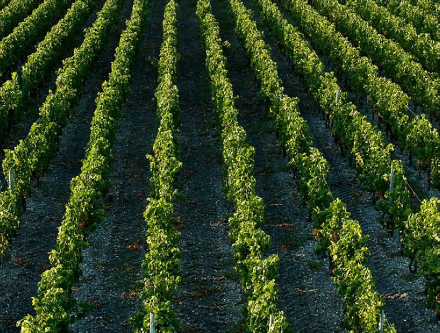 Rebzeilen im Gebiet Péssac-Léognan bei Clos Marsalette.