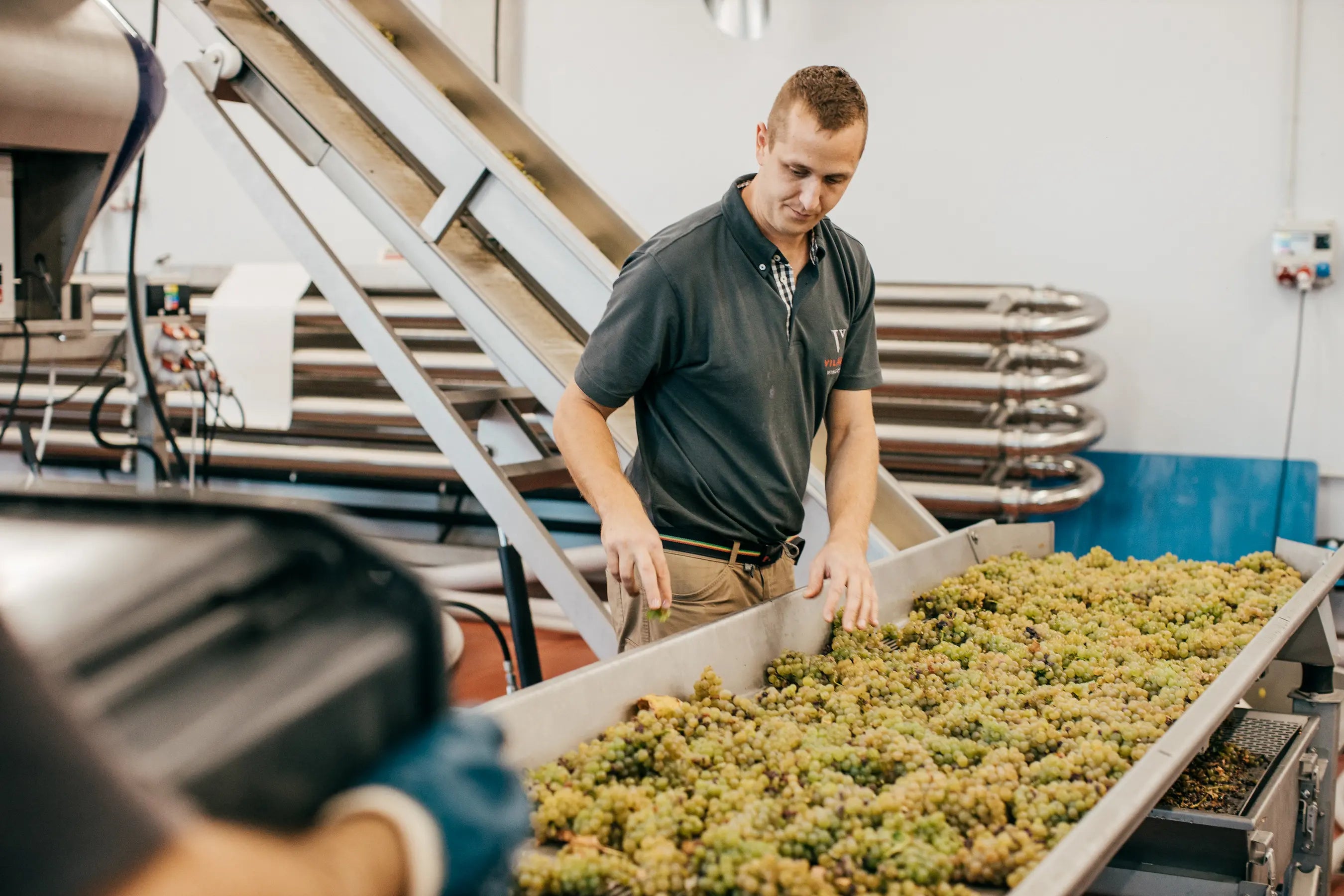 Selektion der Trauben im Keller der Vilagi Winery bevor diese in die Presse kommen.