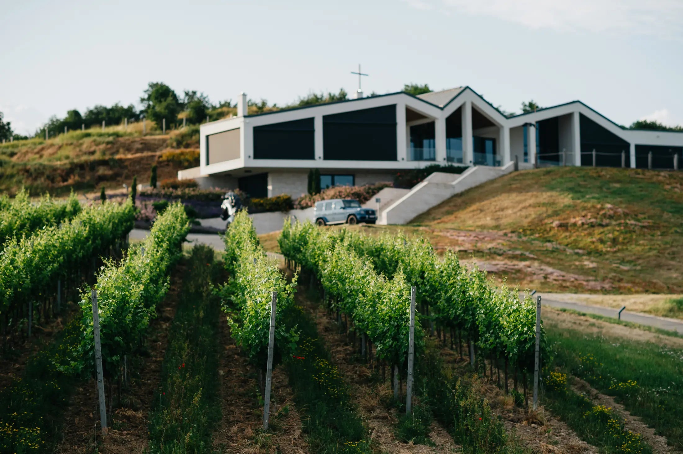 Rebberg vor der Vilagi Winery im Hochsommer.