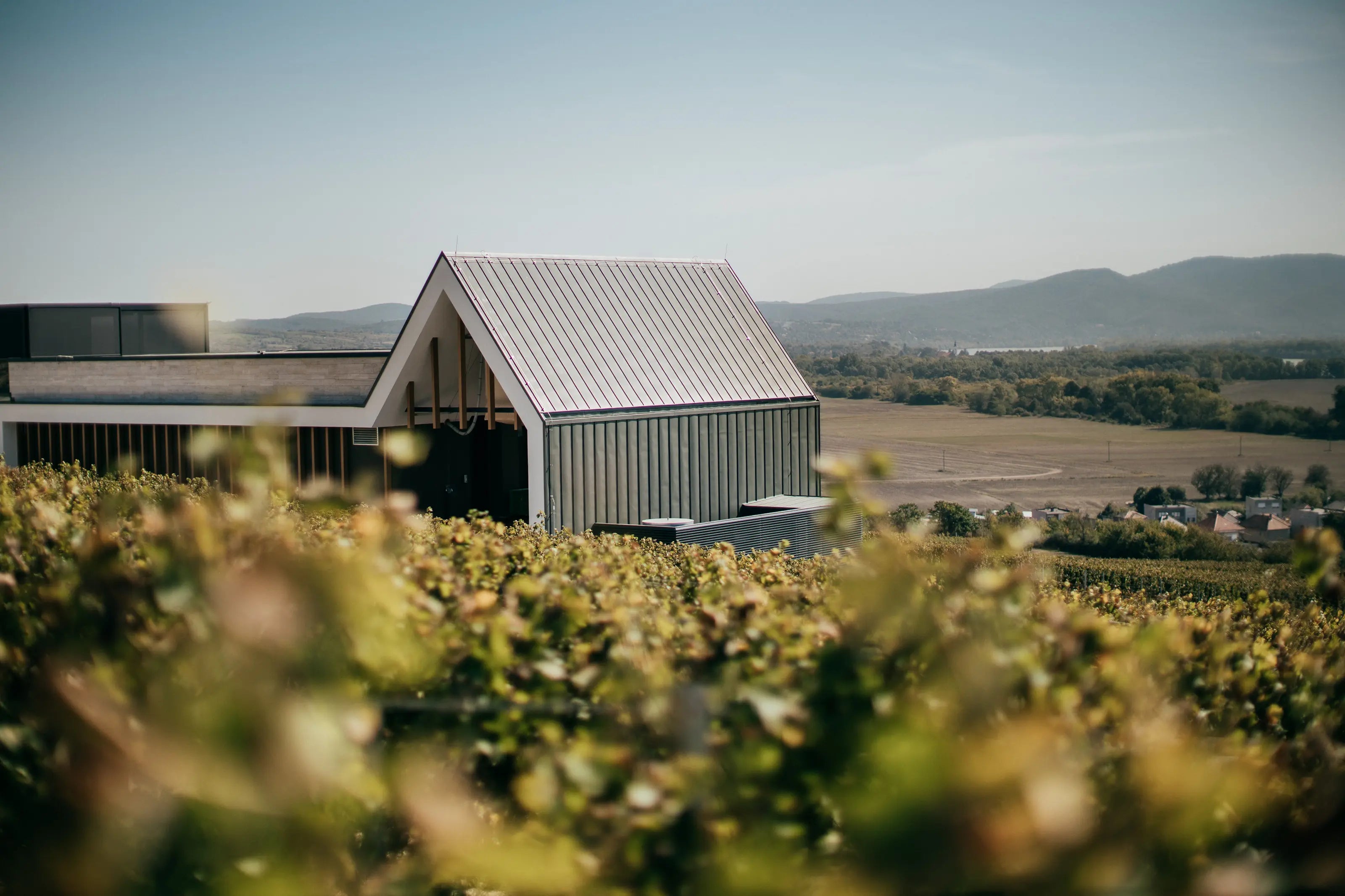 Rebberg direkt hinter dem Gebäude der Vilagi Winery, im Hintergrund Felder und Donau mit Bergen.