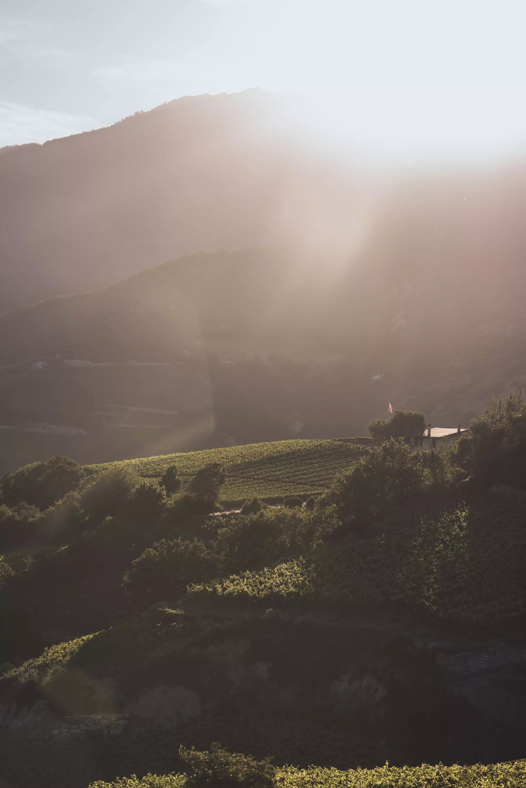 Walliser Weinberge mit Bergen im Hintergrund im Sonnenuntergang.