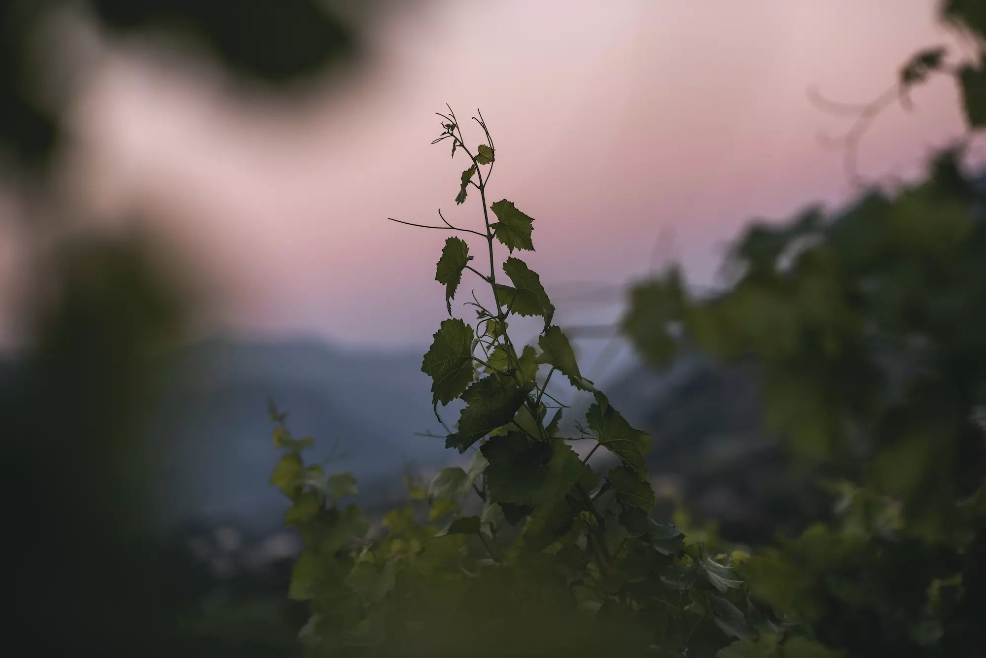 Rebberg im Wallis mit einem Austrieb und Sonnenuntergang im Hintergrund.