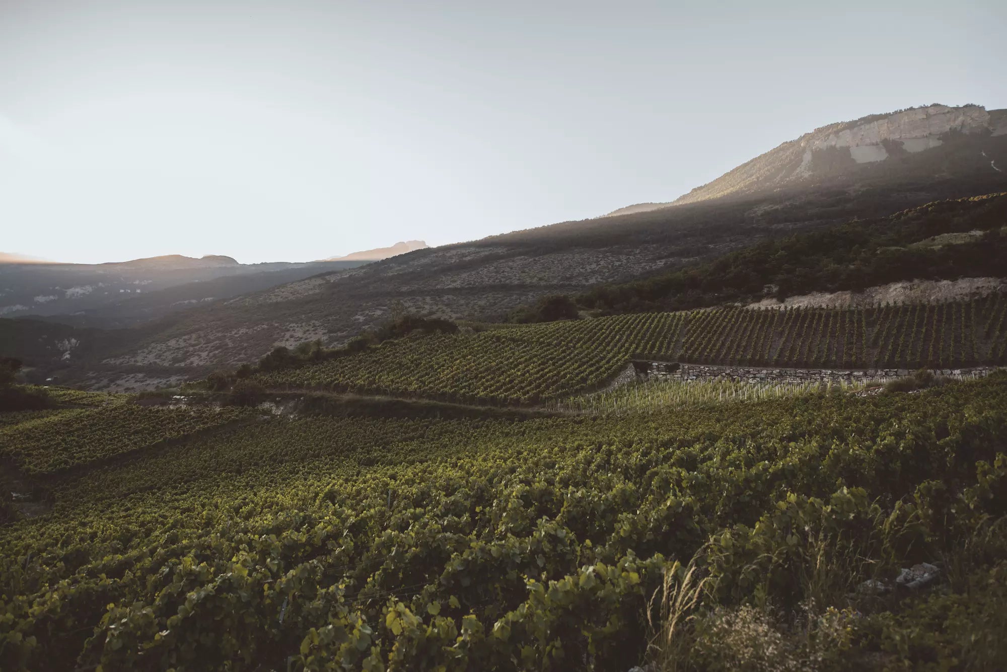 Panorama von Walliser Weinbergen mit Bergen in der Sonne im Hintergrund.