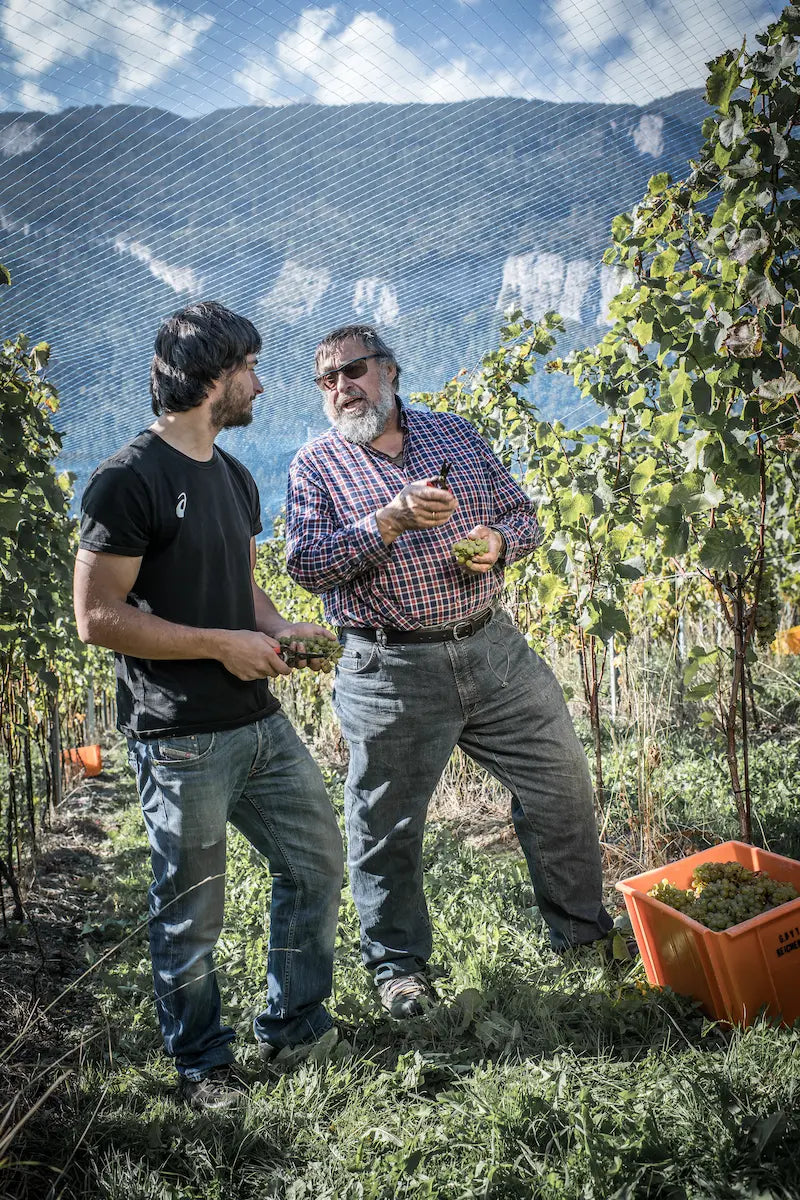 Johann Baptista und Gian-Battista von Tscharner bei der Arbeit in den Rebbergen von Weinbau von Tscharner.