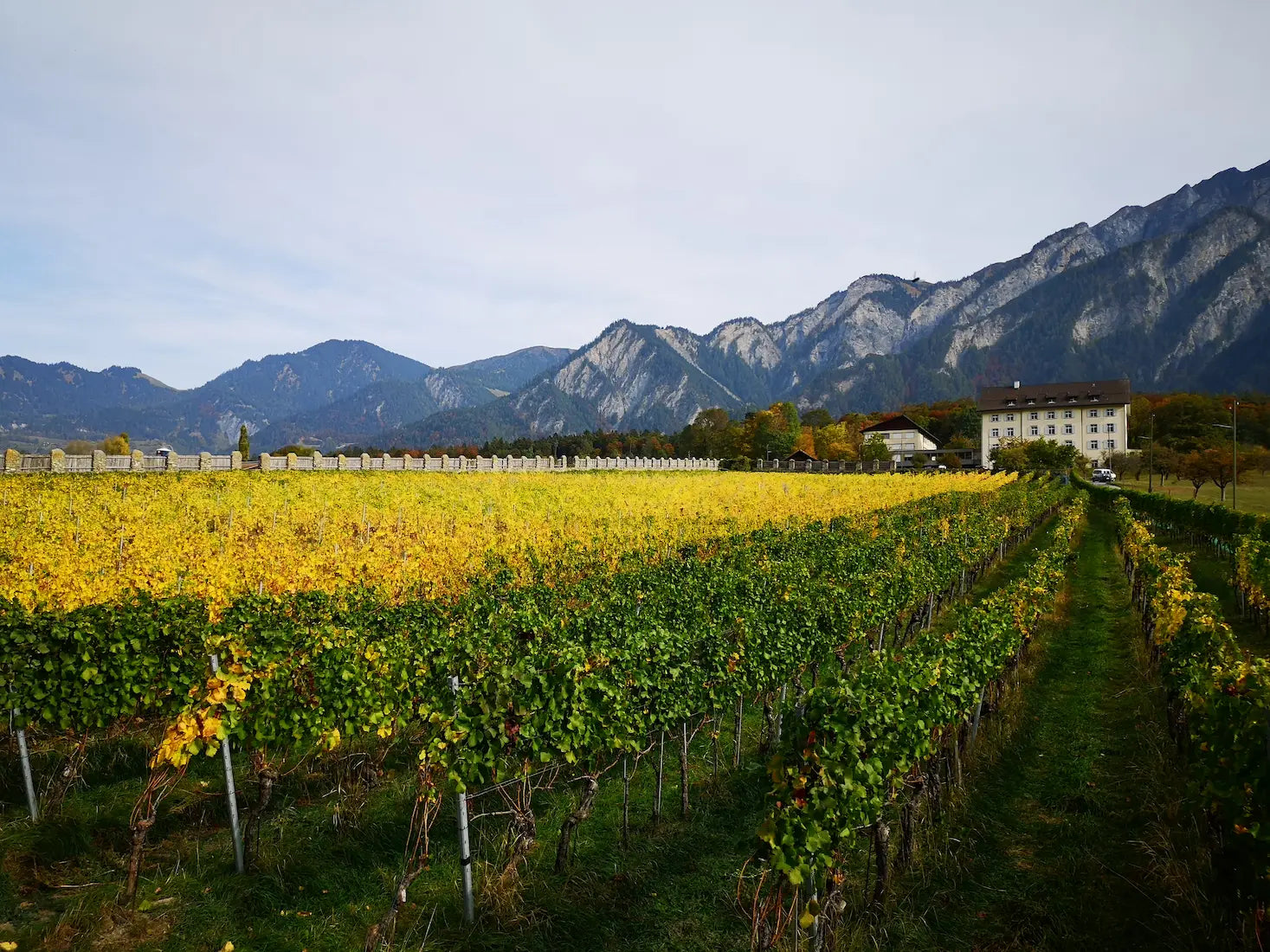 Rebberge im Churer Rheintal von Weinbau von Tscharner im Herbst mit verfärbten Blättern.