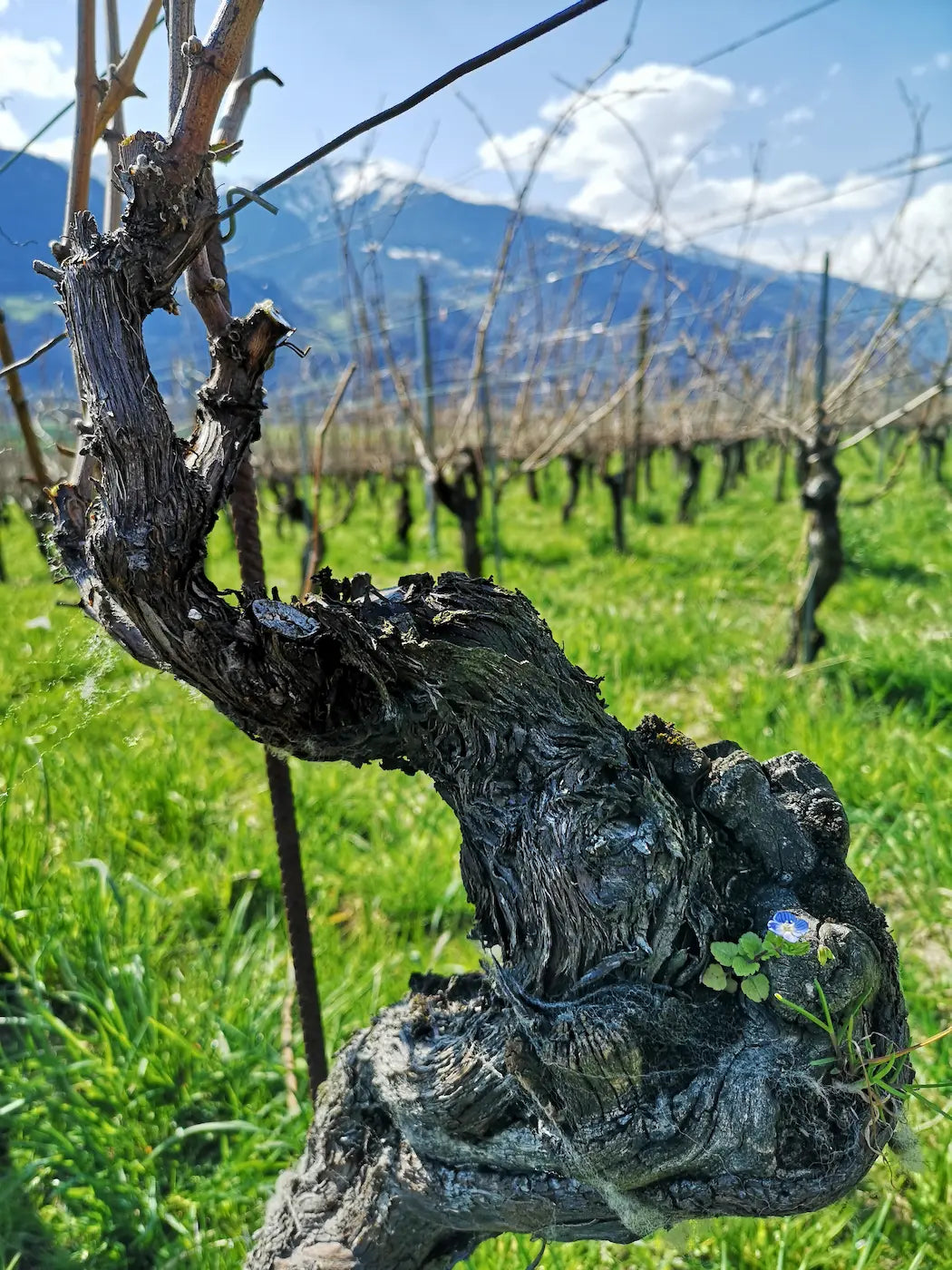 Alter Rebstock in den Rebbergen von Weinbau von Tscharner.