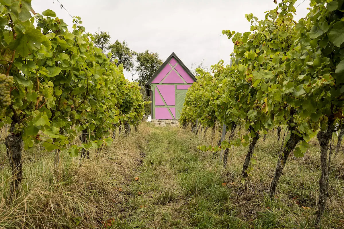 Weinberge mit Wengerthäusle im Rebberg vom Weingut Franziska Schömig.