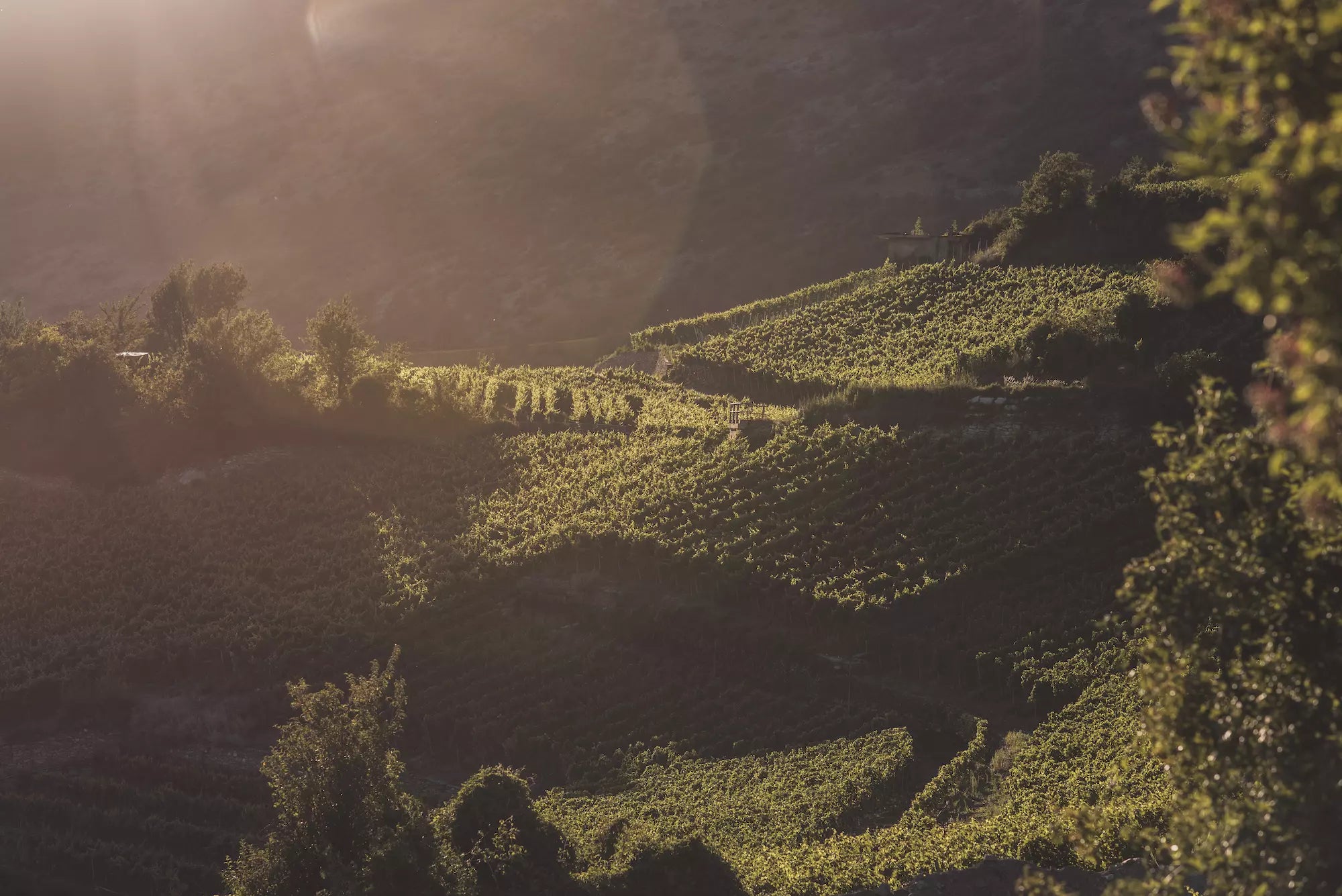 Steillagen in den Weinbergen im Wallis in der Sonne.