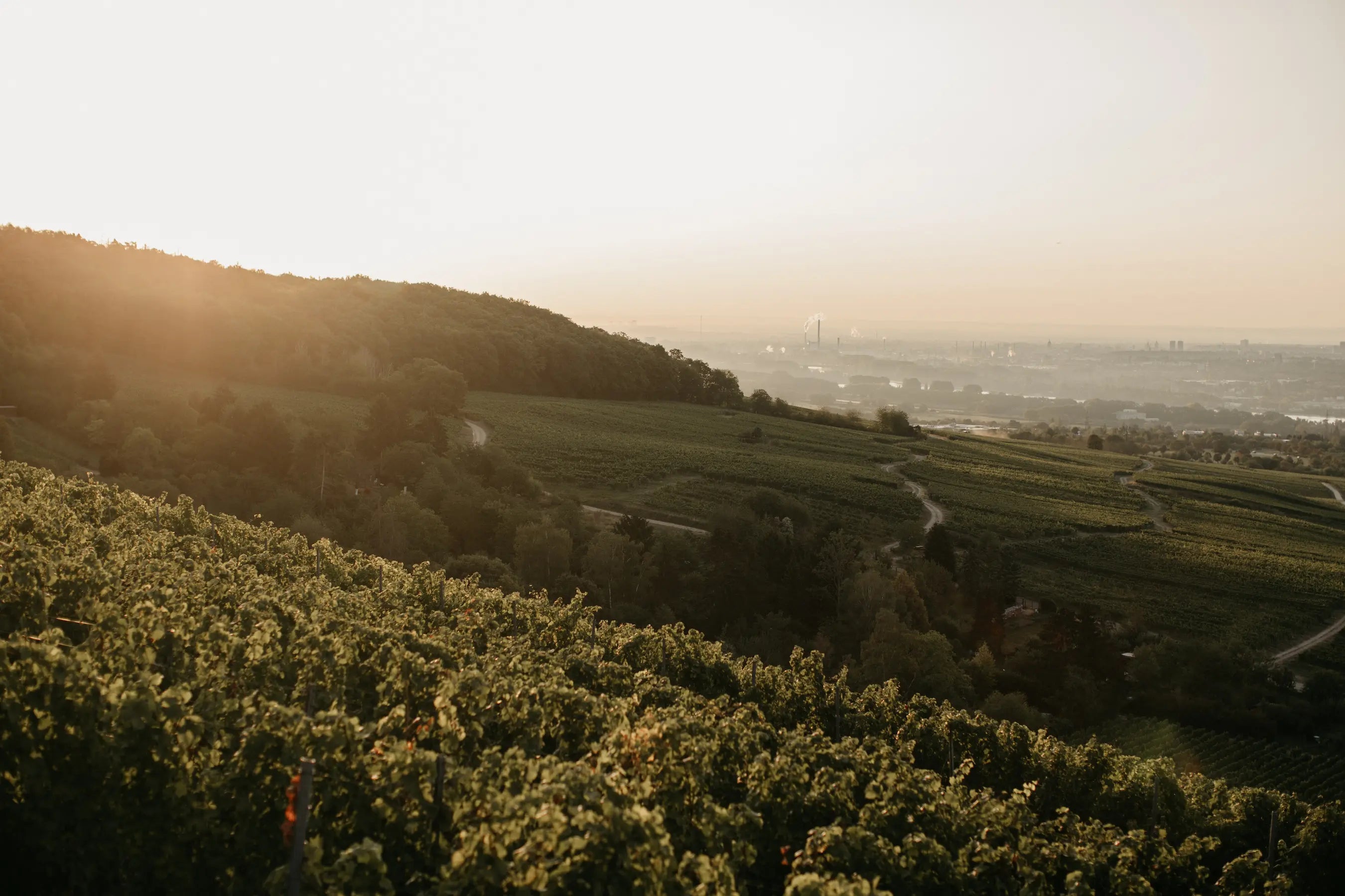 Panorama mit den Weinbergen des Weingut Diefenhardt im Rheingau beim Sonnenuntergang.