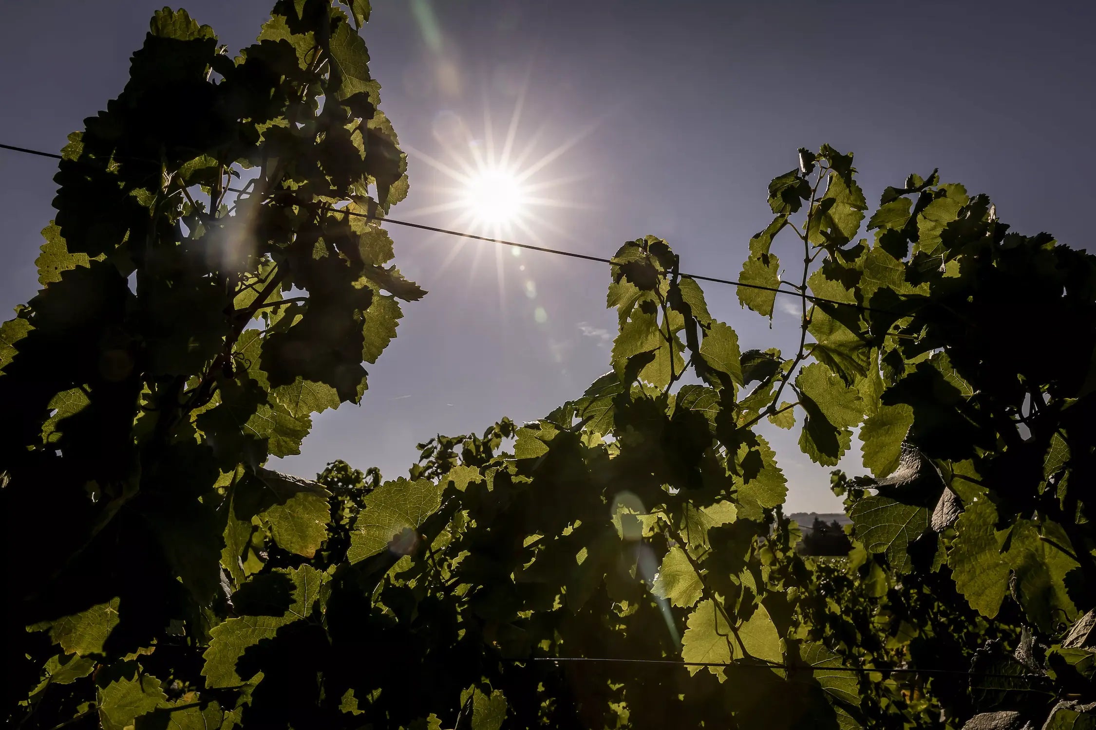Silvaner-Reben im Weinberg vom Weingut Laura Seufert im Sonnenschein.