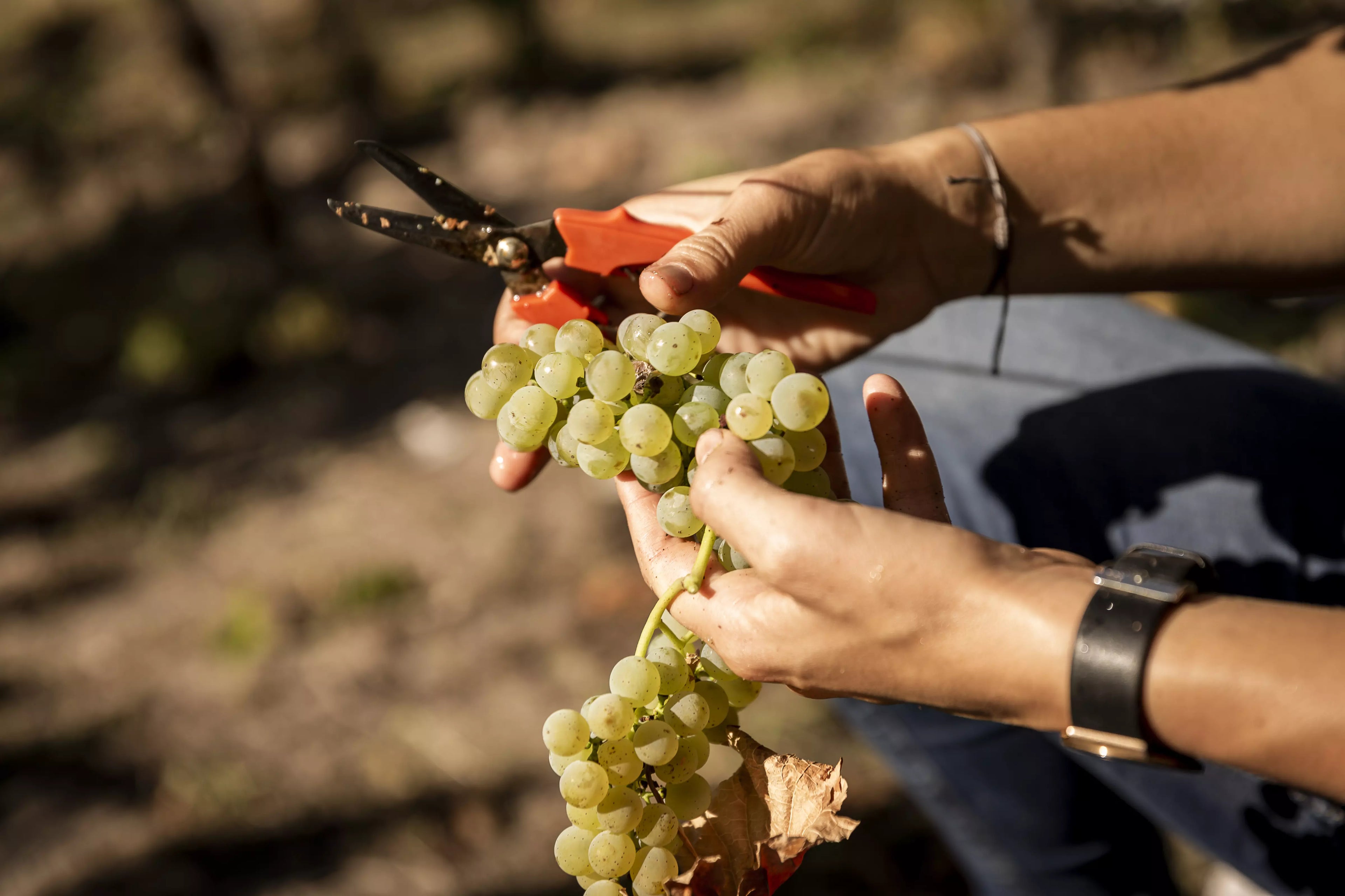 Laura Seufert bei der Ernte bei der Qualitätsprüfung einer Traube im Rebberg vom Weingut Laura Seufert.