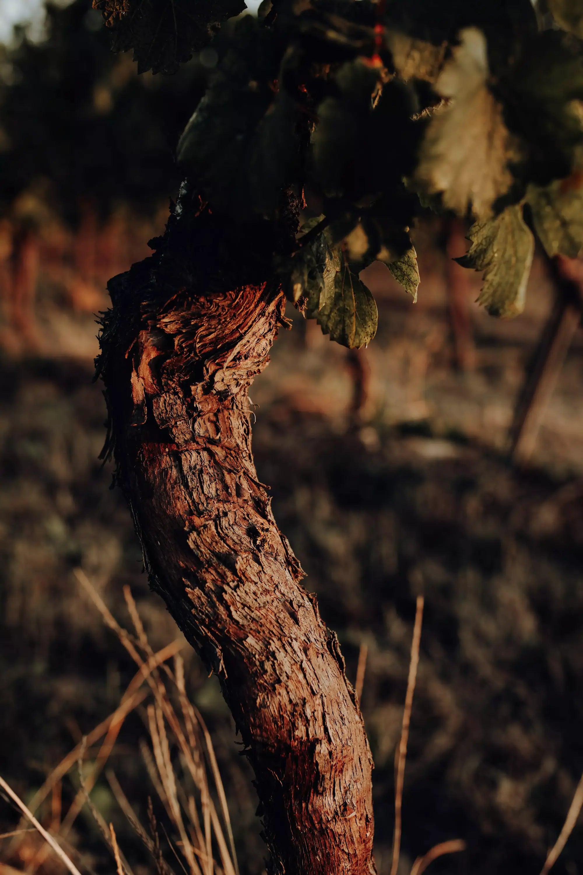 Alter Rebstock in den Rebbergen vom Weingut Bernhard.