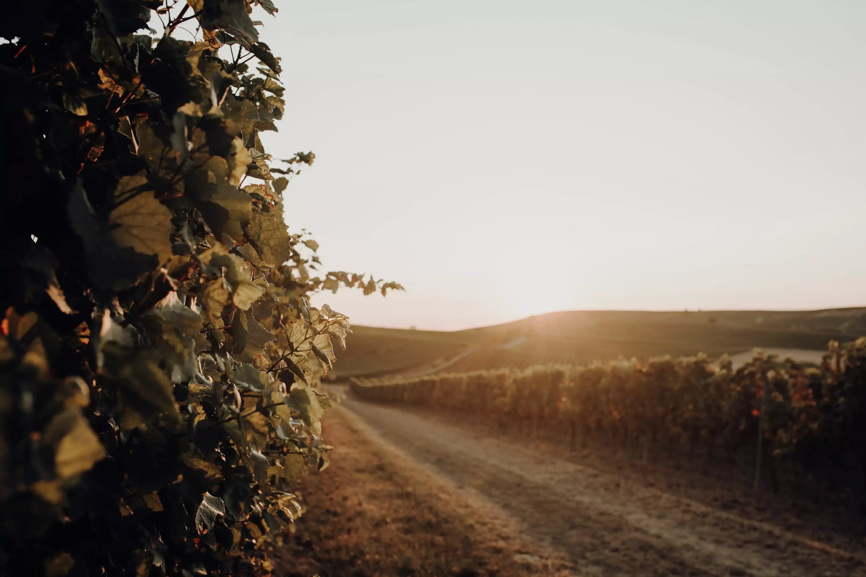 Sonnenuntergang in den Rebbergen des Weingut Bernhard in Rheinhessen.