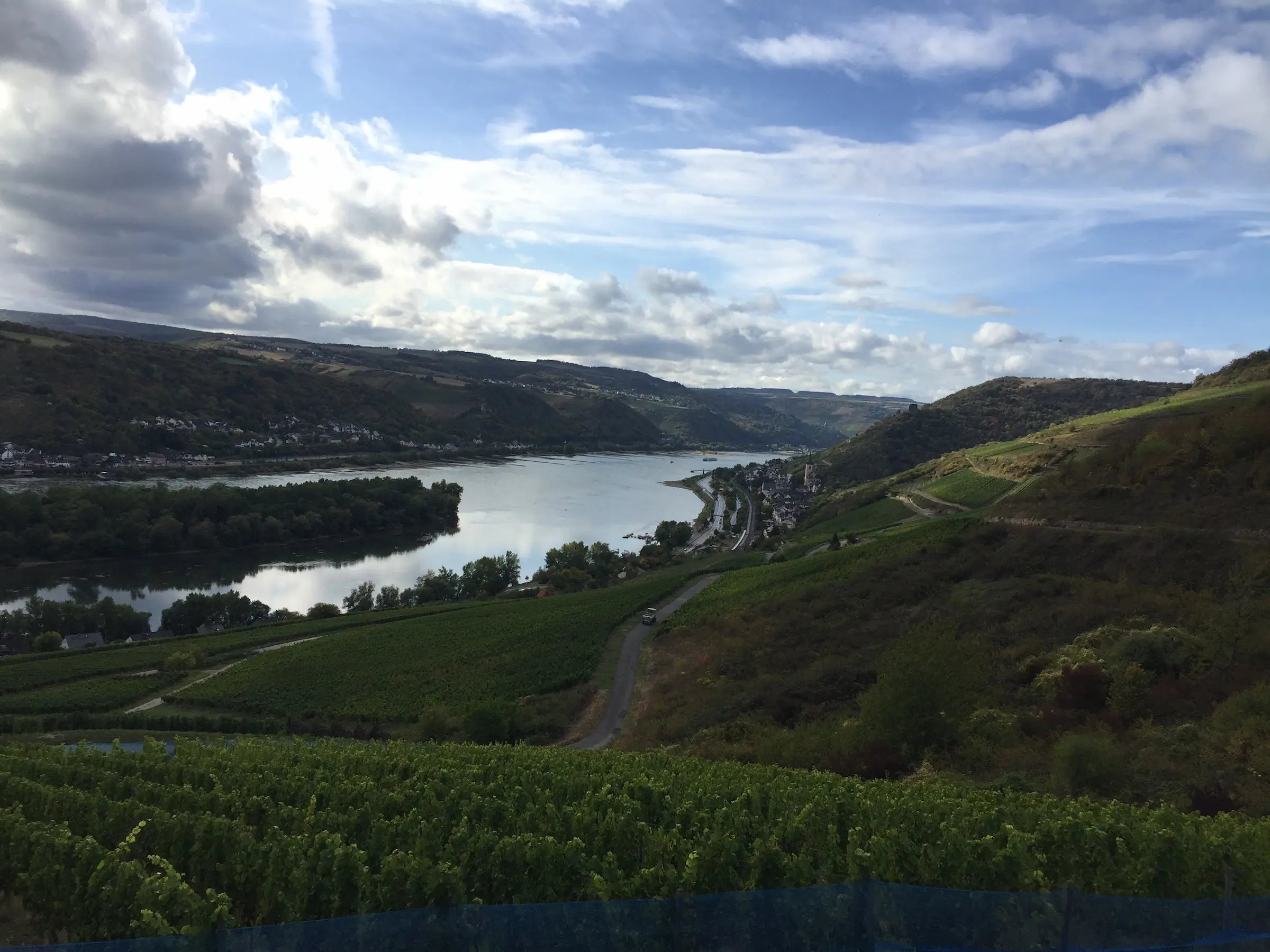 Stimmung in den Rebbergen des Weingut Weiler im Rheingau mit dem Rhein im Hintergrund.